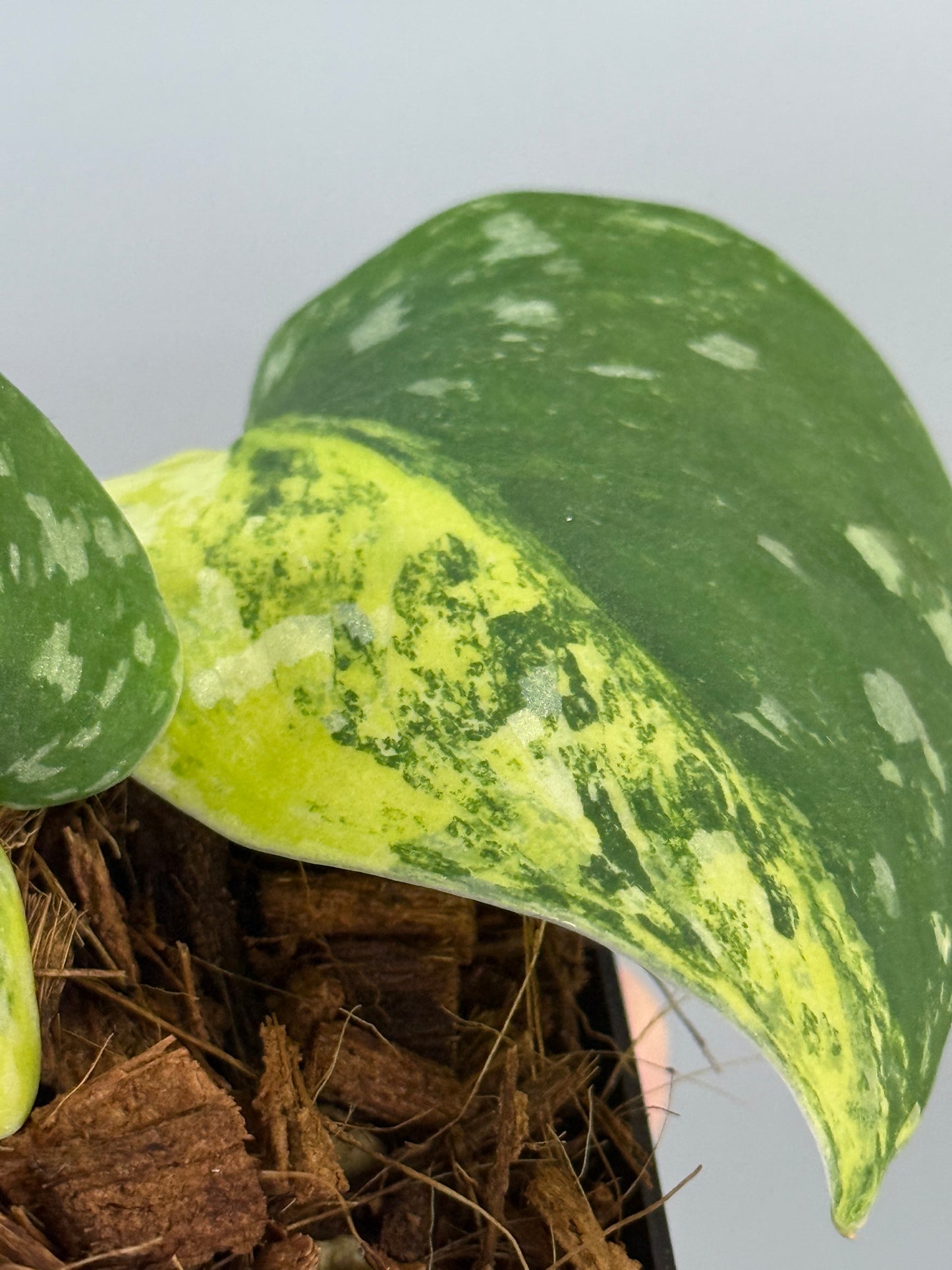 スキンダプサス ファンタジー / Scindapsus Fantasy (2)