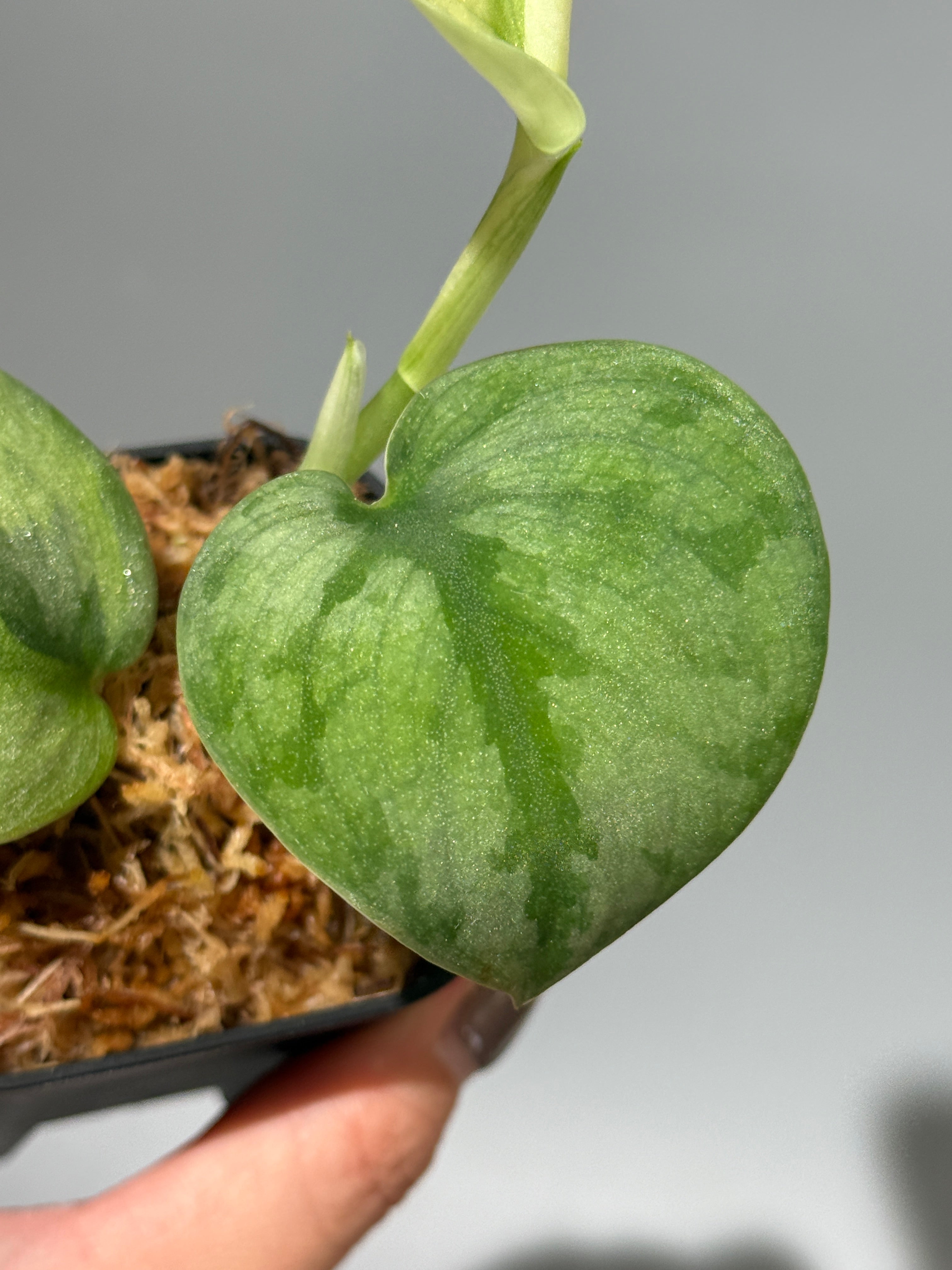 All Plants – Page 2 – Nakayama-Plants