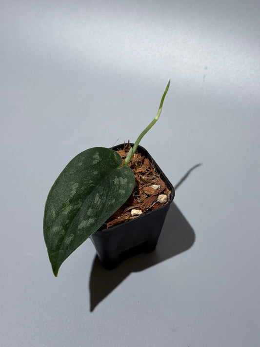 スキンダプサス シシリム / Scindapsus Sisilim (2)