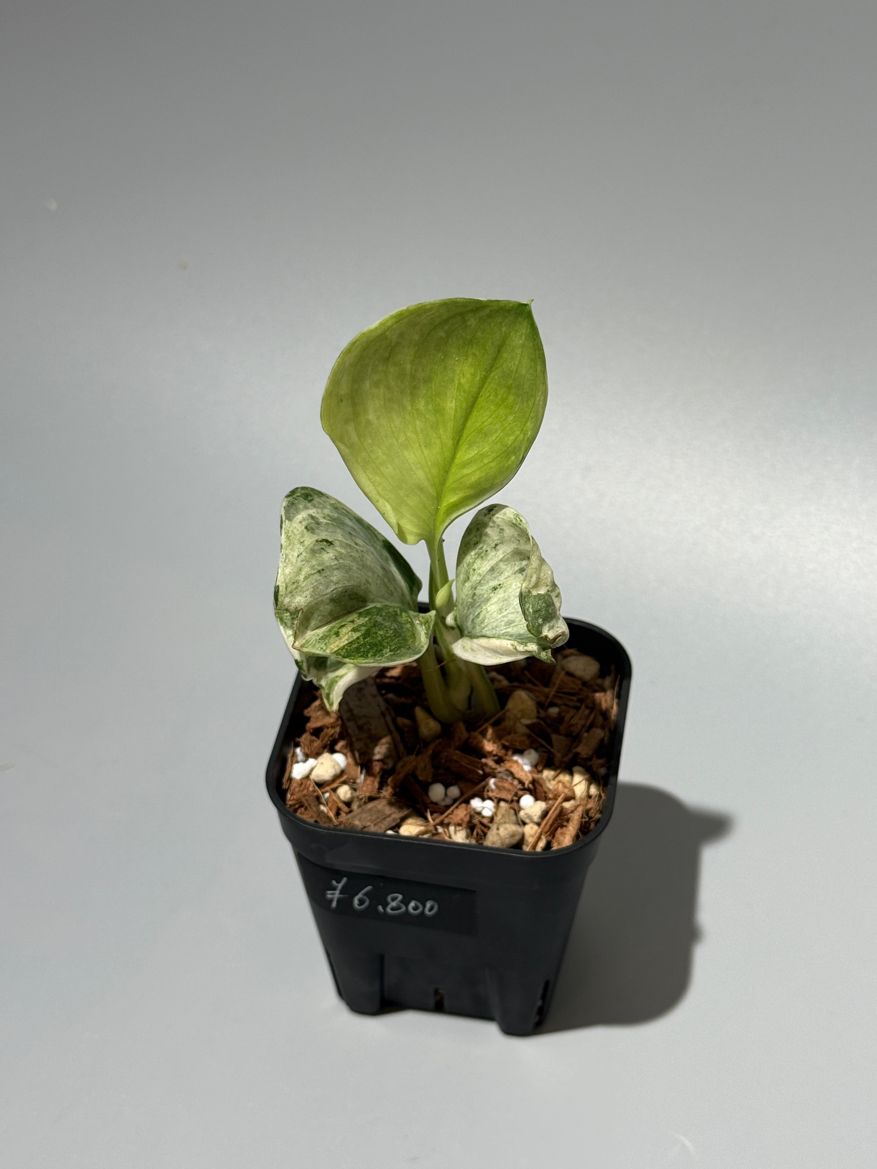 All Plants – Nakayama-Plants