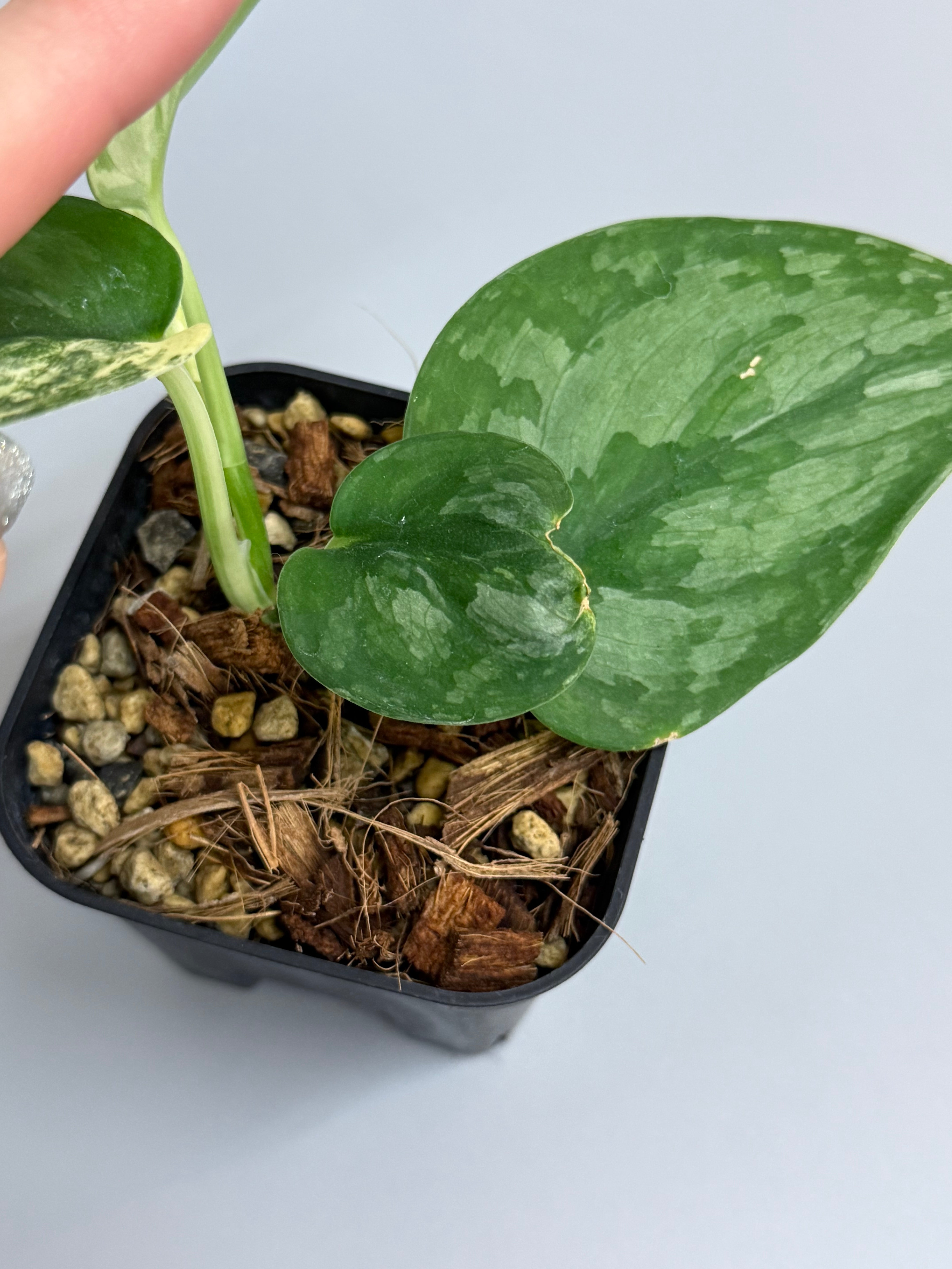 スキンダプサス シルバースプラッシュ / Scindapsus silversplash (1