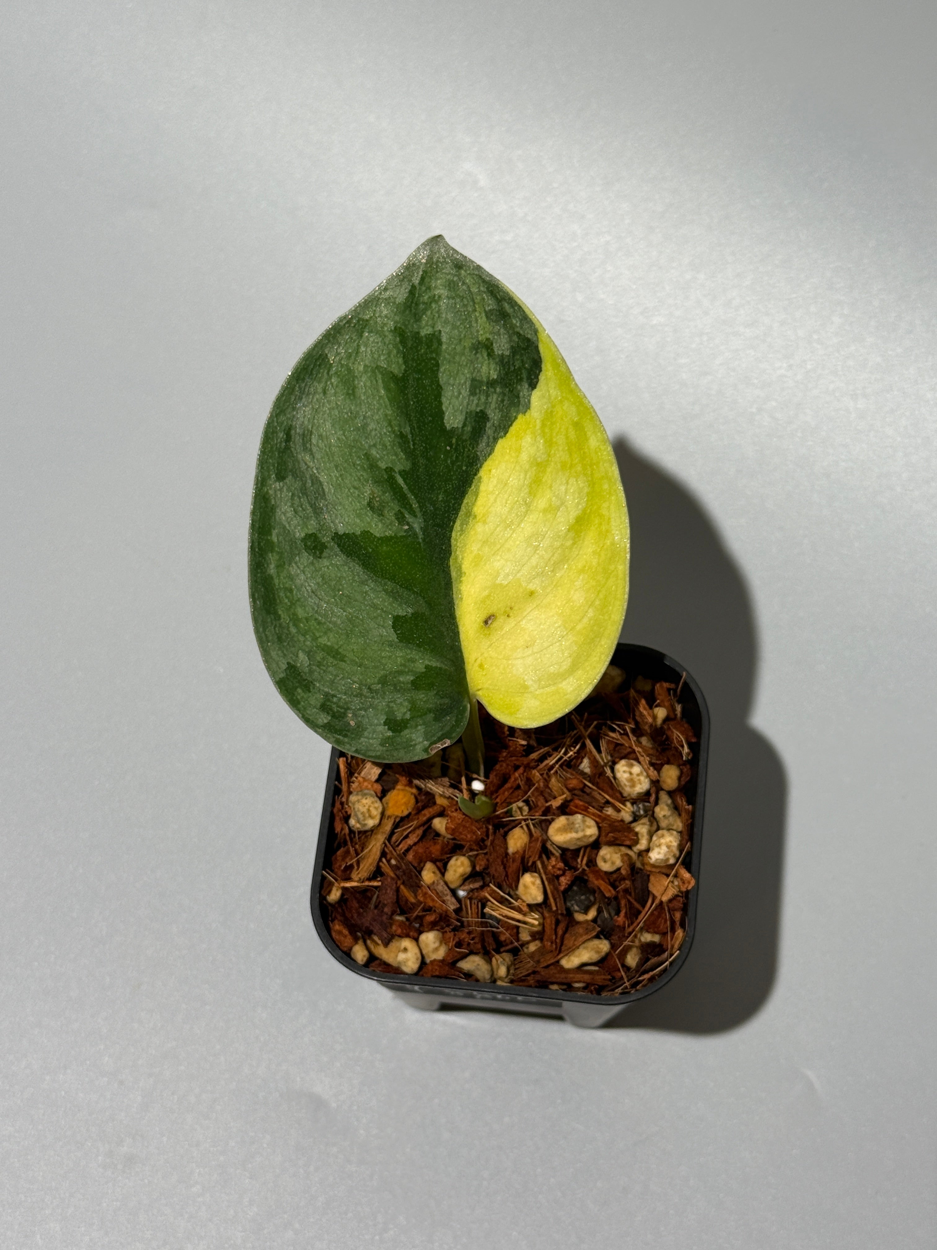 商品 – Page 3 – Nakayama-Plants