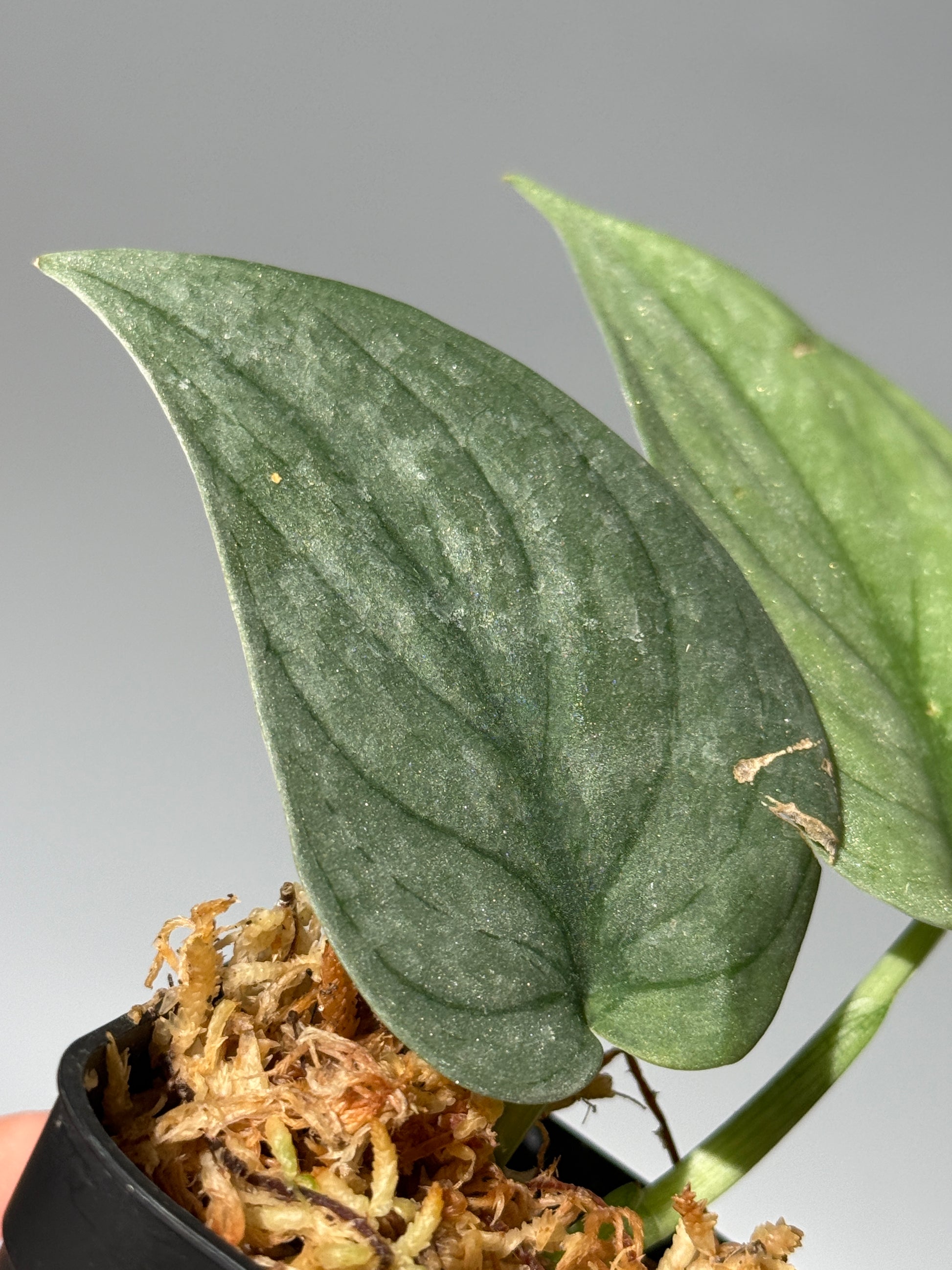 スキンダプサス グリーンベイン / Scindapsus Green vein (1)