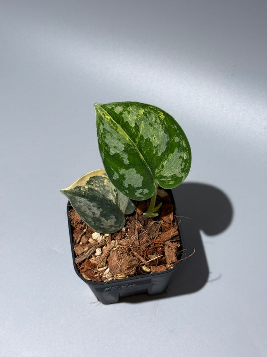 スキンダプサス バクダパティ / Scindapsus bakudapati (1)