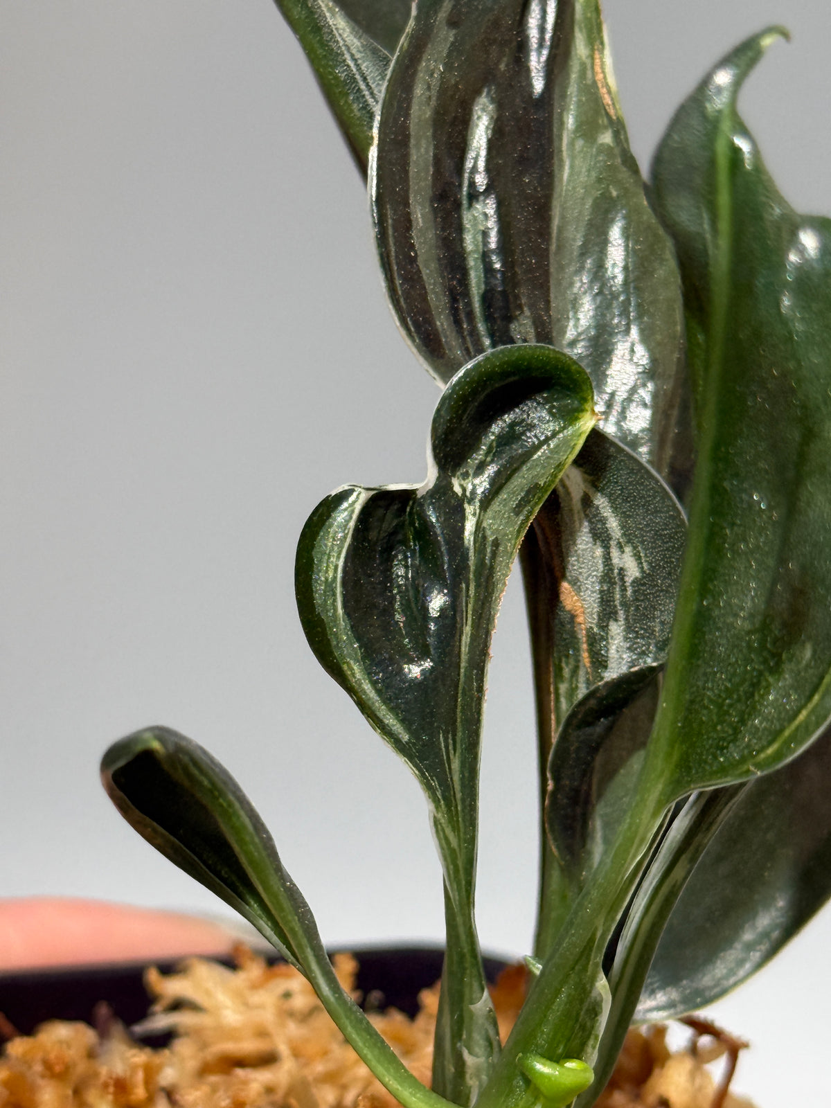 スキンダプサス トレビー ダークフォーム ミューテーション/Scindapsus Treubii darkform mutation (1)