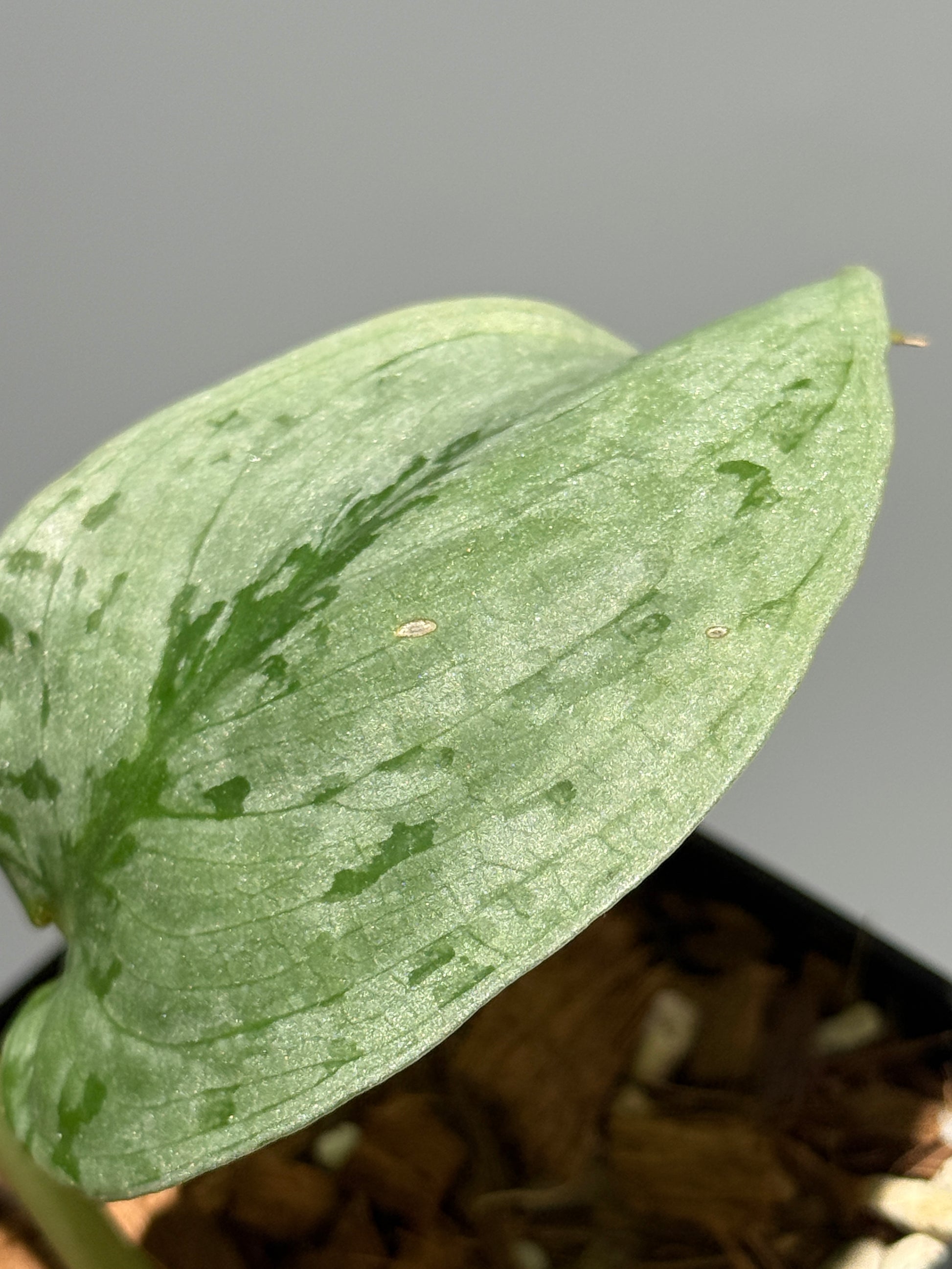 スキンダプサス sp.ジャンビ / Scindapsus sp.jambi (1)