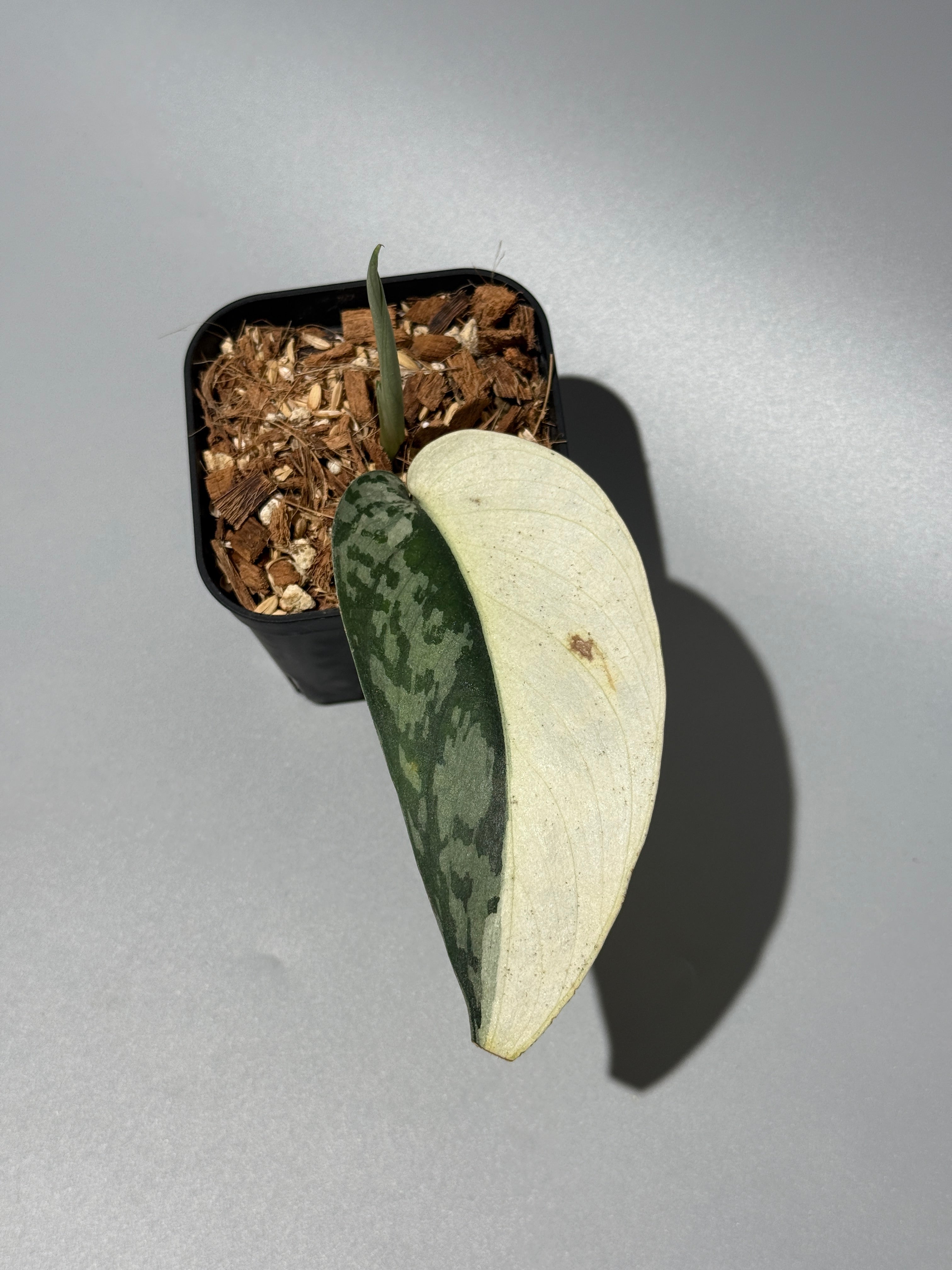 スキンダプサス ラカンビニ / Scindapsus Lakambini (1) – Nakayama-Plants