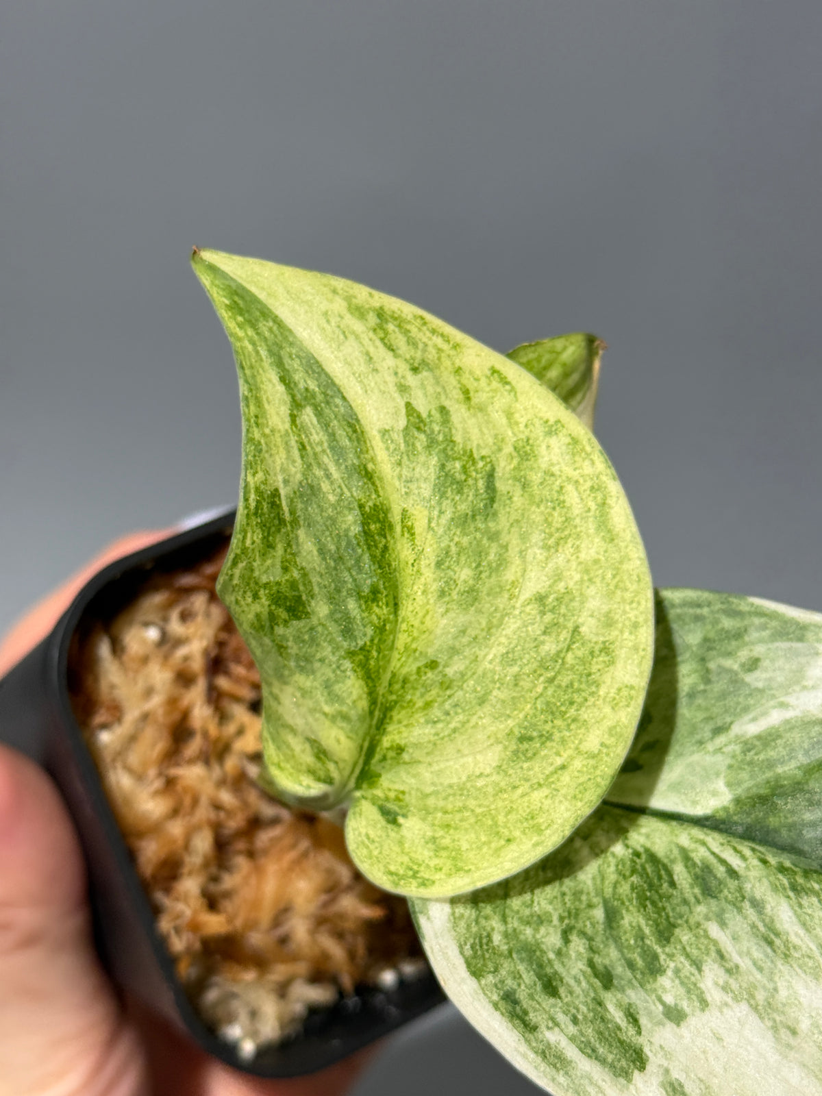 スキンダプサス ブルークラウド トリカラー / Scindapsus Exotica cloud tricolor (2)