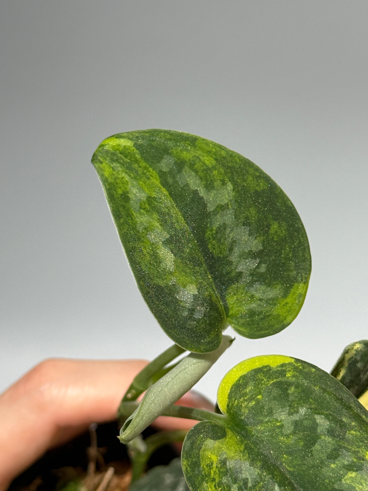 スキンダプサス グリーン ダイヤモンド / Scindapsus Green diamond (2)