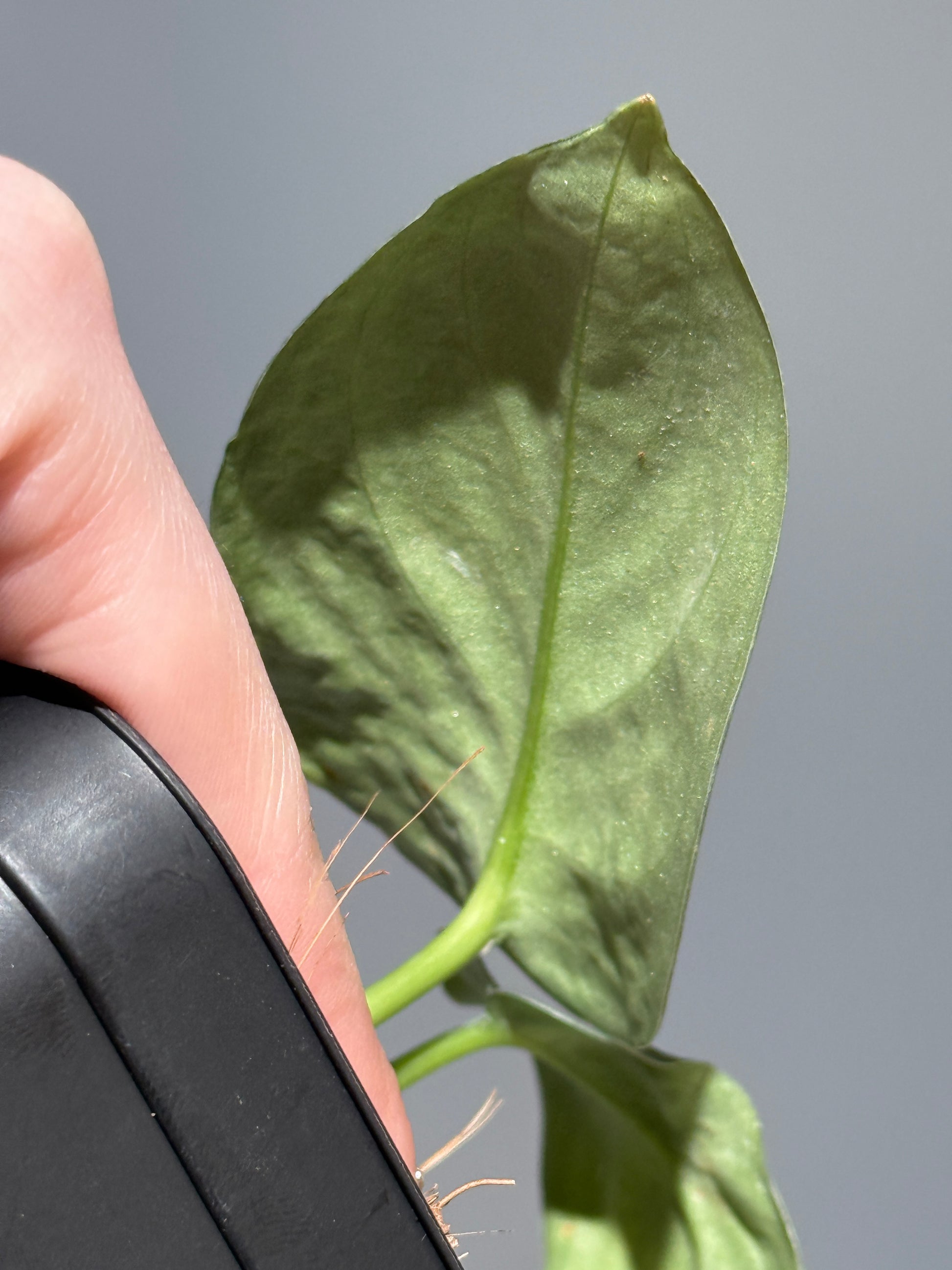 スキンダプサス  タトゥー / Scindapsus Tatoo (2)