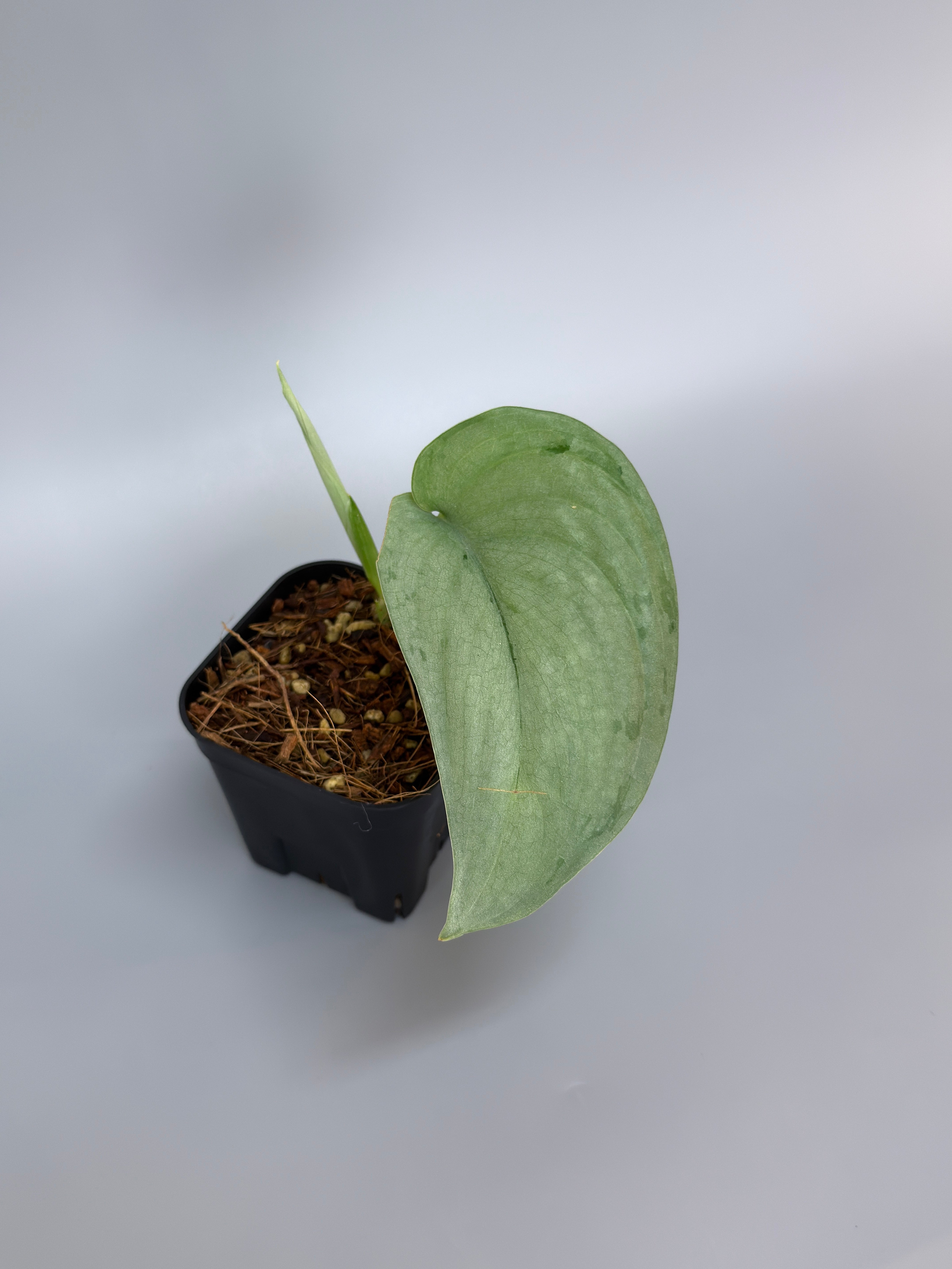 All Plants – Page 2 – Nakayama-Plants