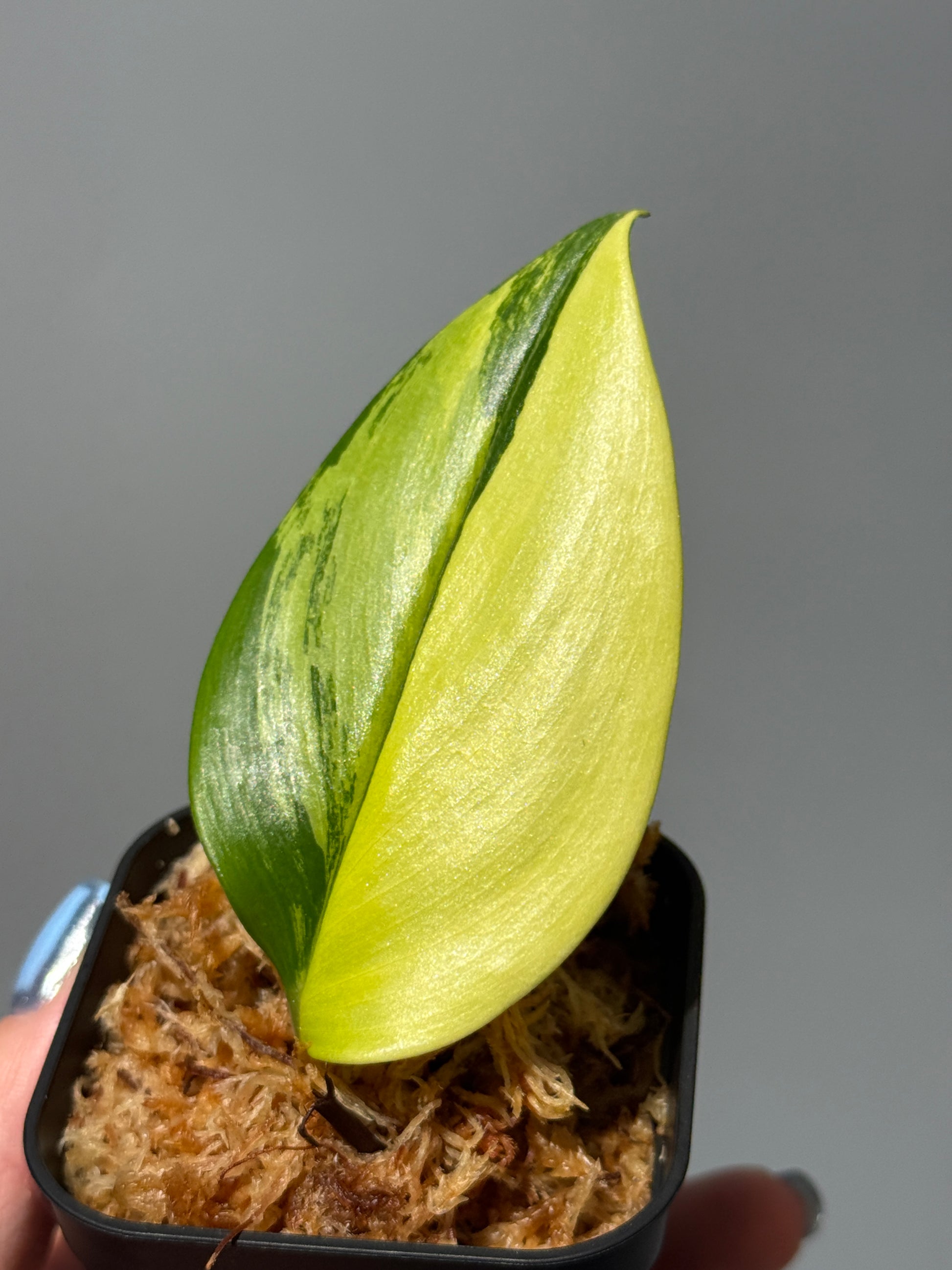 スキンダプサス ルビコン オーレア  / Scindapsus rubicon aurea (1)