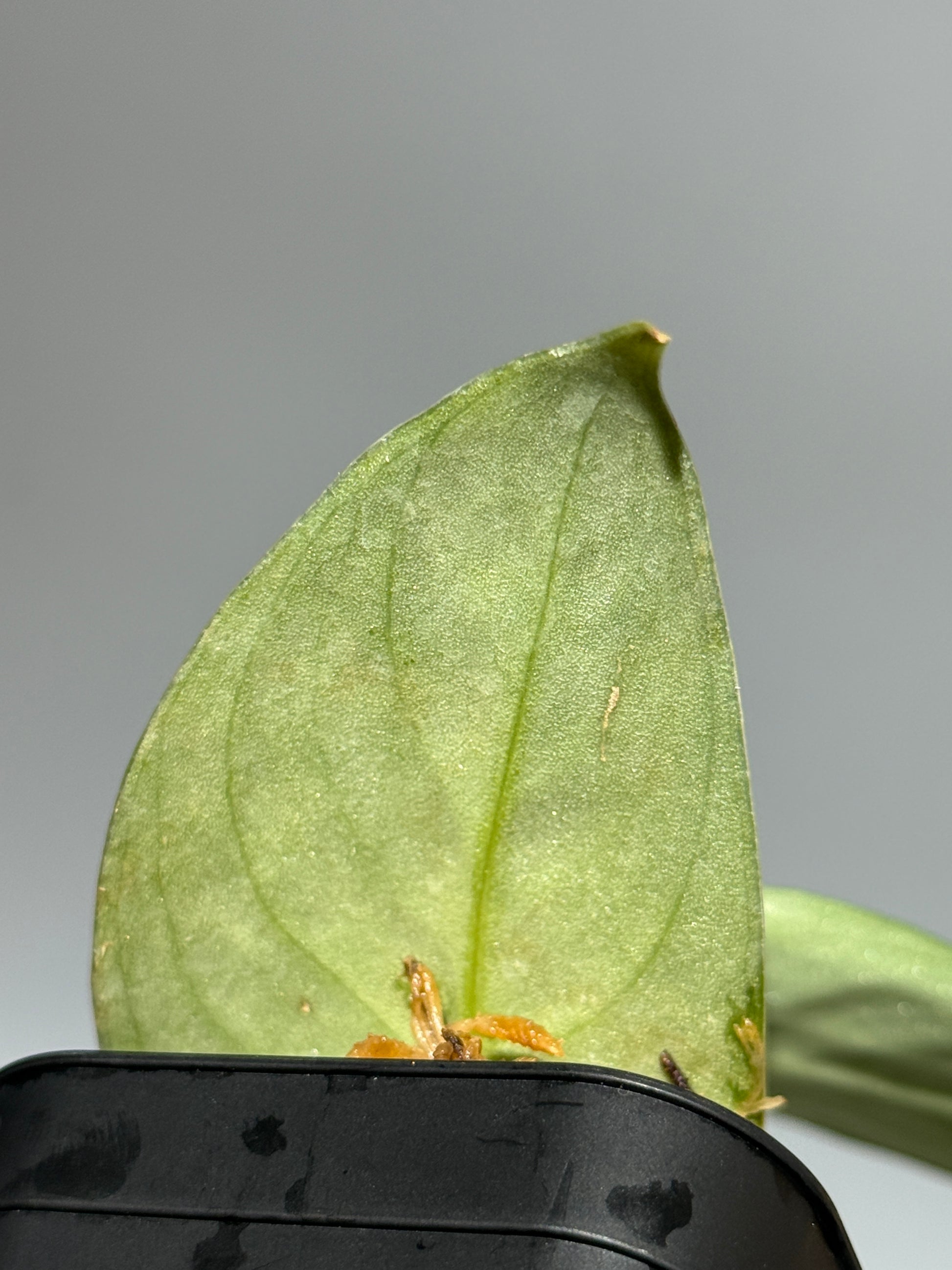 スキンダプサス Sp. イロコス / Scindapsus Sp.ilocos (1)