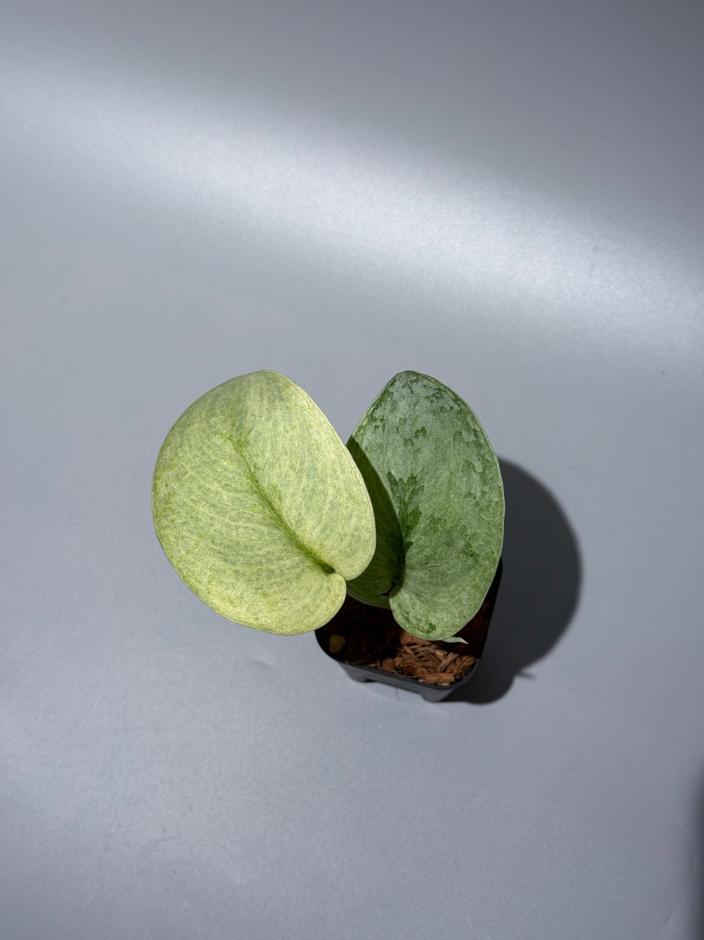 スキンダプサス ニルマラ / Scindapsus nirmala (2)