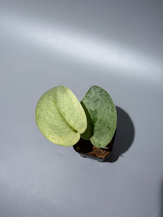 スキンダプサス ニルマラ / Scindapsus nirmala (2)