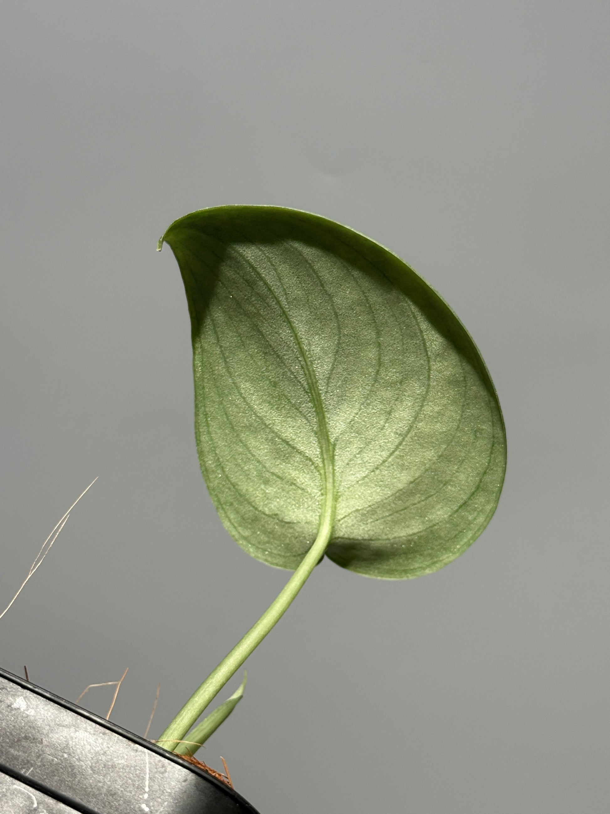 スキンダプサス sp.サラク / Scindapsus sp.salak (1)