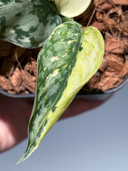 スキンダプサス マリポーサ / Scindapsus Mariposa(2)