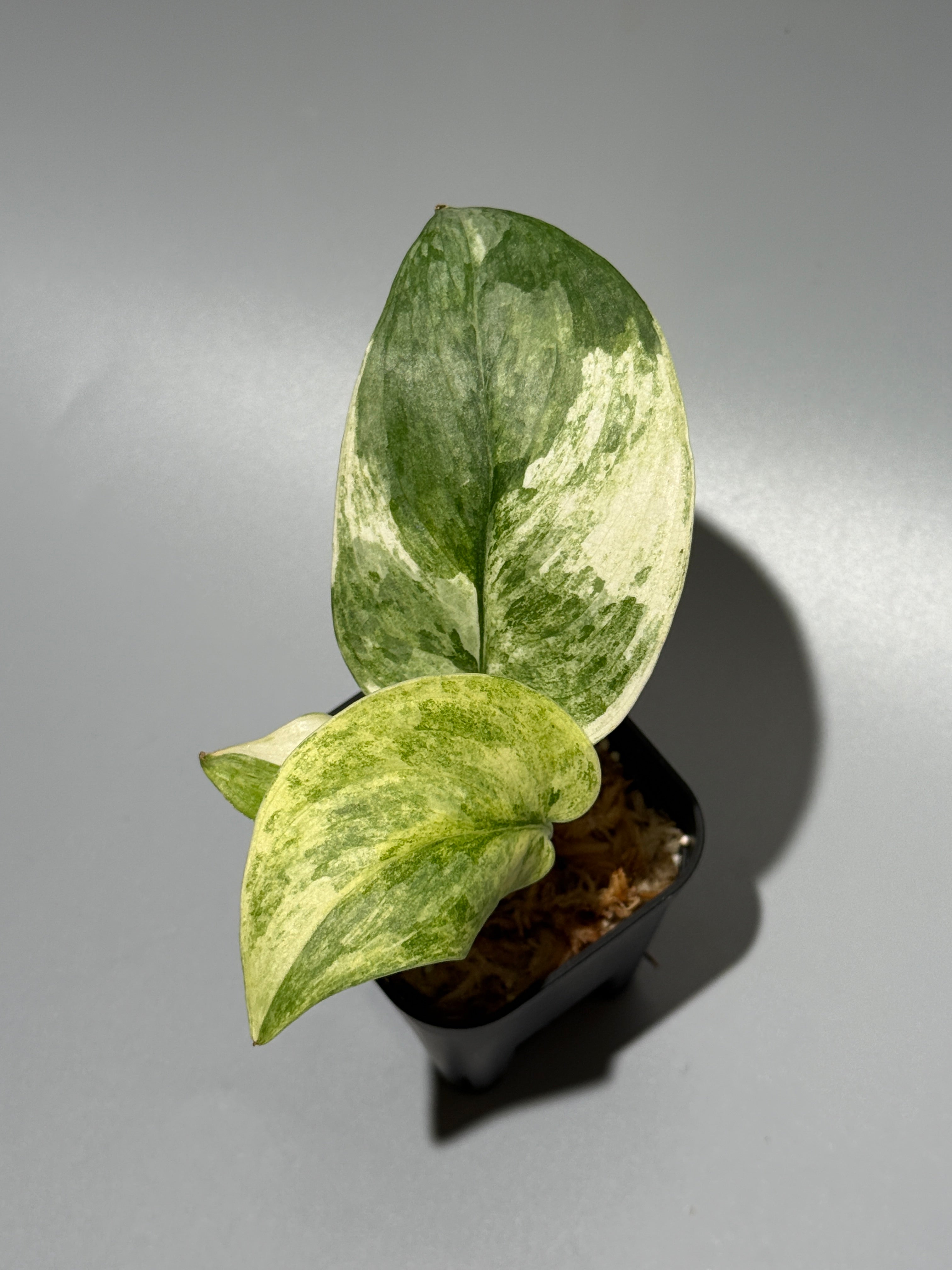 商品 – Page 3 – Nakayama-Plants