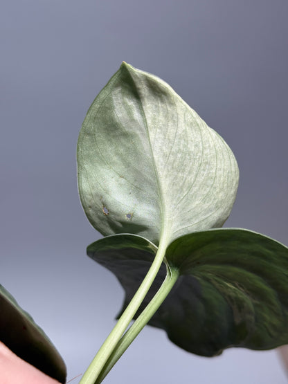 スキンダプサス スーパームーン チリン / Scindapsus Supermoon tilung (1)