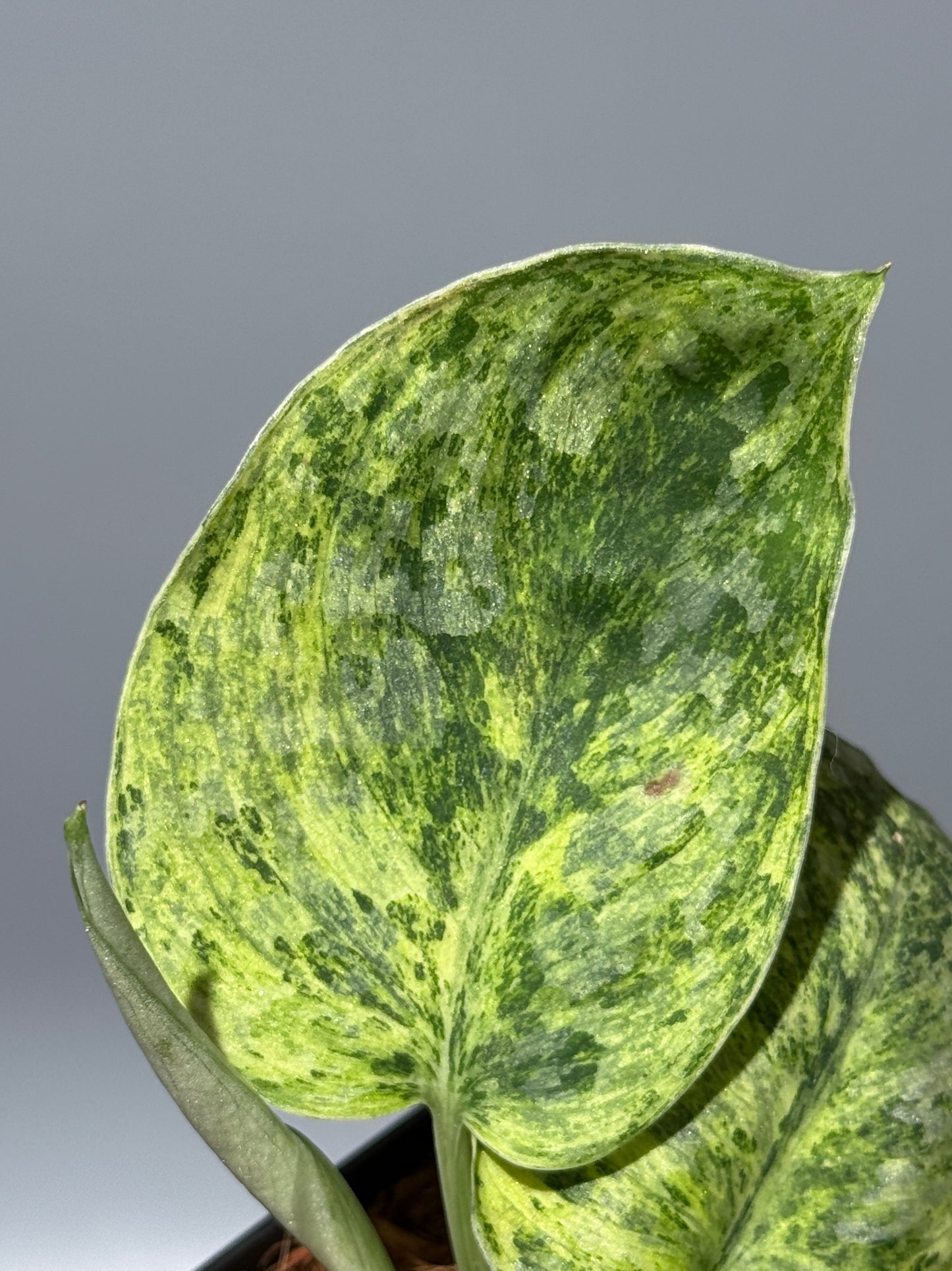 スキンダプサス テンバガ  / Scindapsus Tembaga (2)