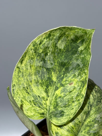 スキンダプサス テンバガ  / Scindapsus Tembaga (2)