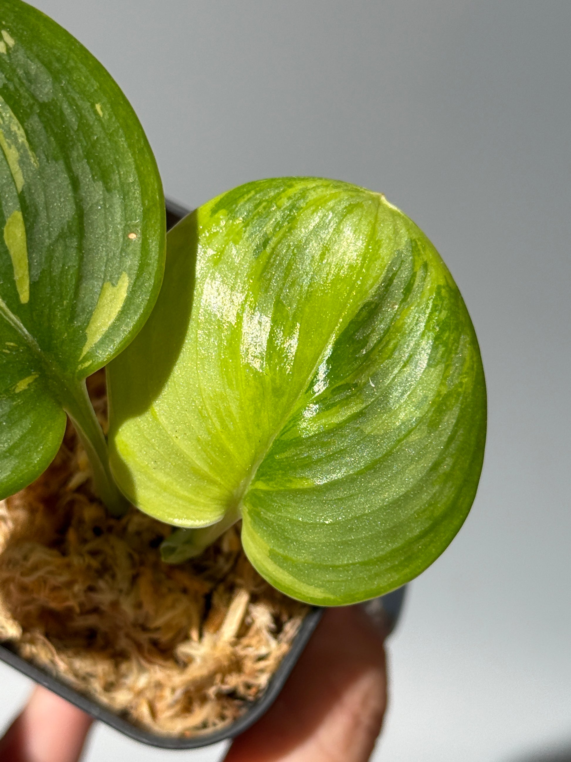 スキンダプサス ルビコン 斑入り  / Scindapsus Rubicon var.  (1)