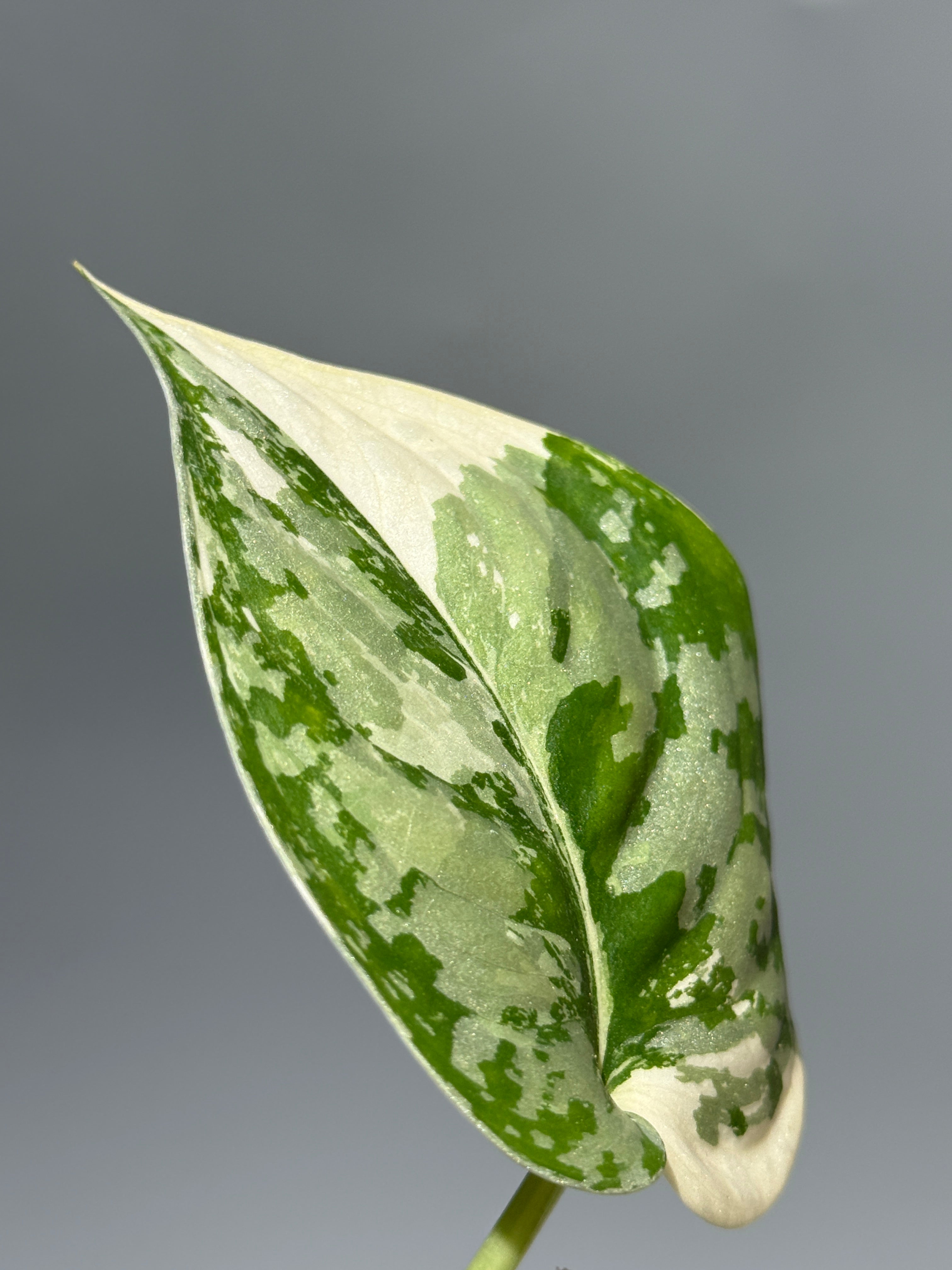 All Plants – Nakayama-Plants