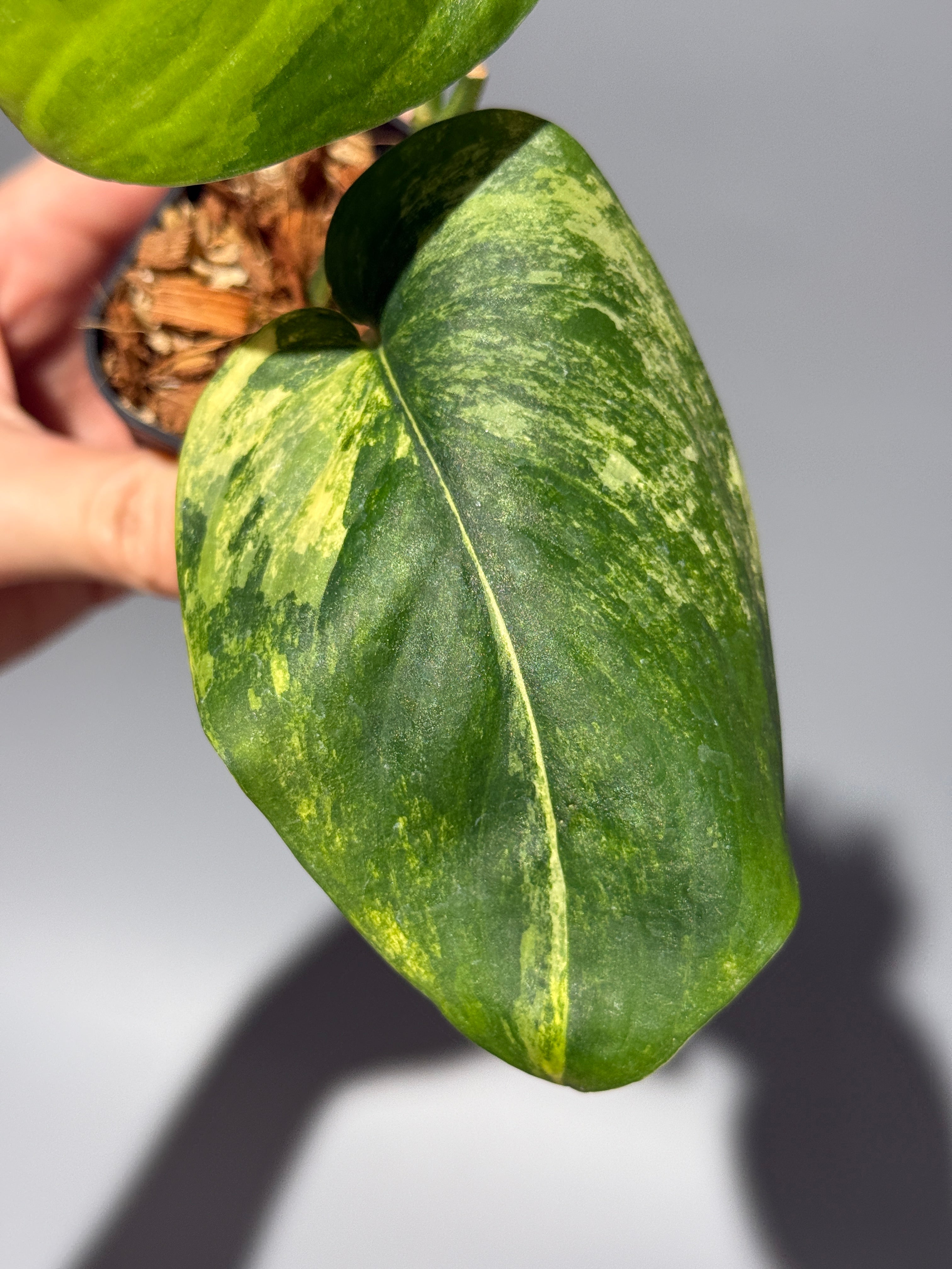 新着商品 – Nakayama-Plants