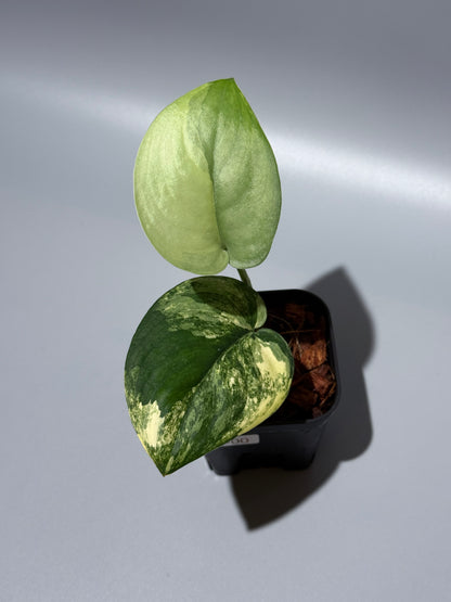 スキンダプサス ジェイドサテン オーレア  / Scindapsus jadesatin aurea (2)