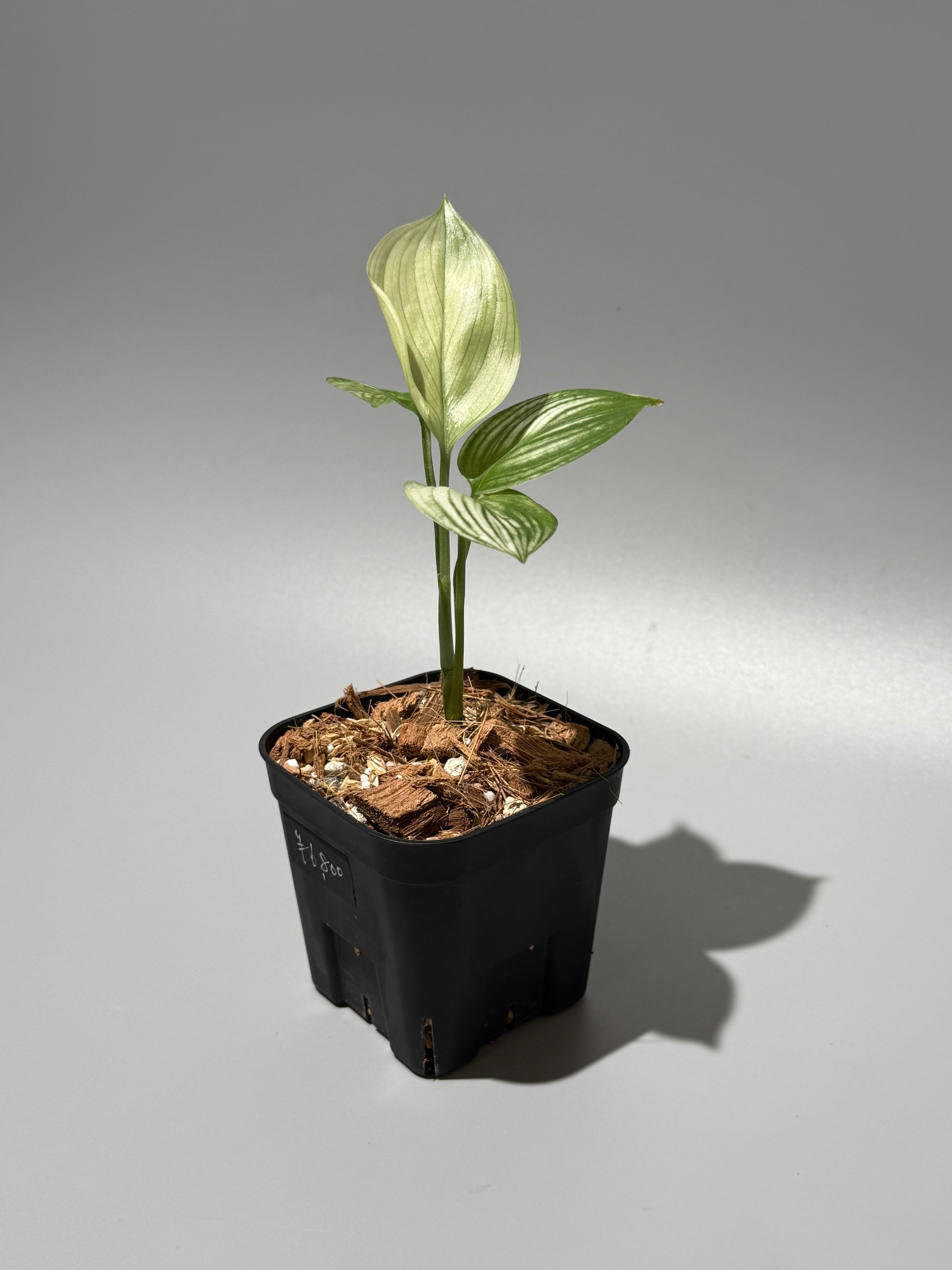 スキンダプサス ホワイトモンスター / Scindapsus whitemonster (2)