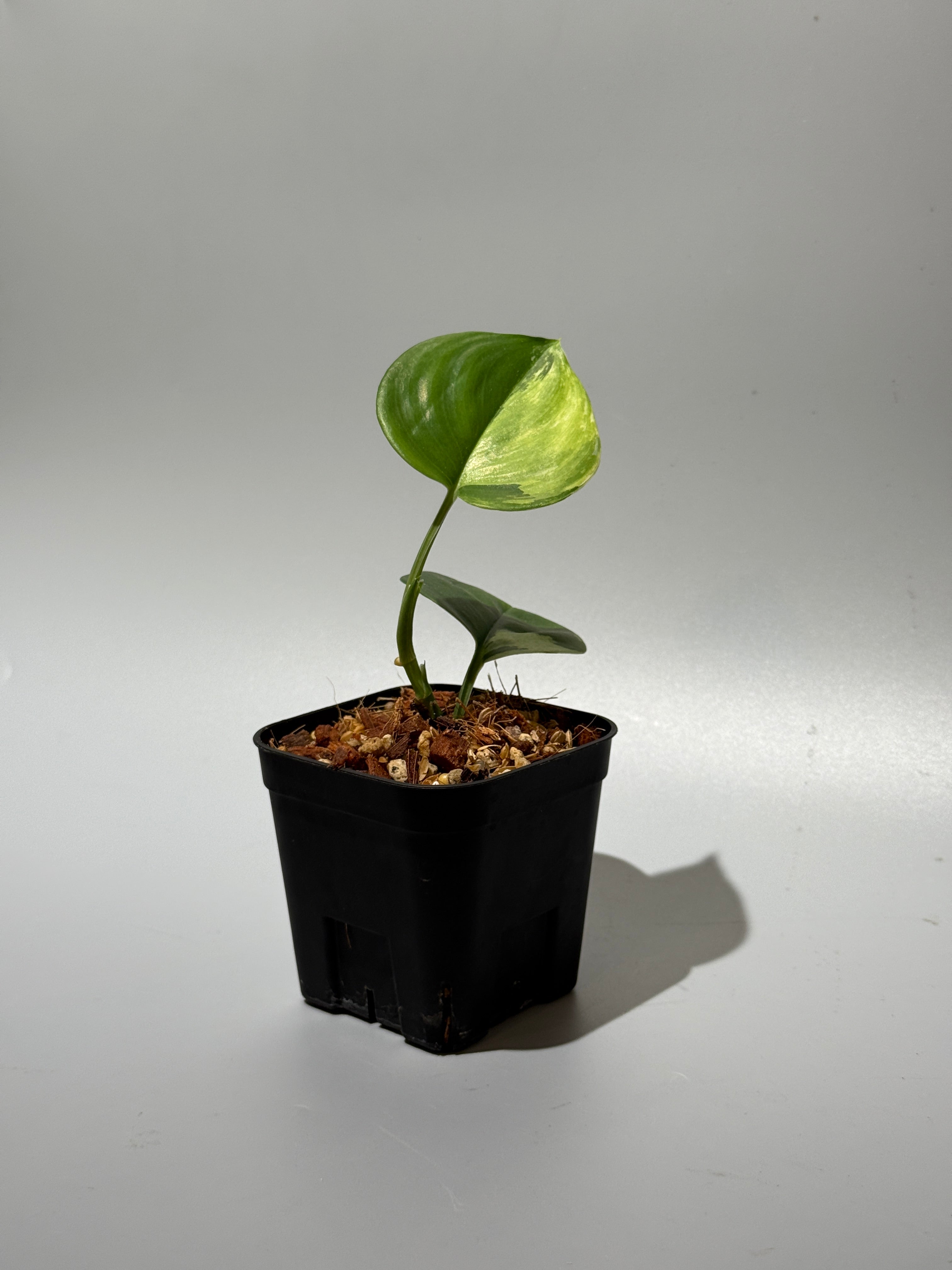 All Plants – Nakayama-Plants