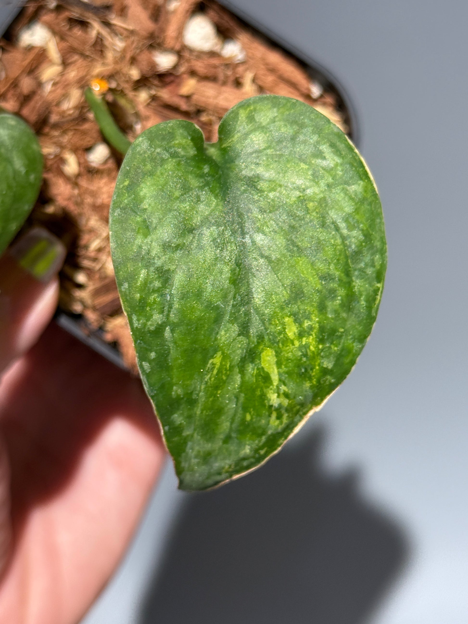 スキンダプサス レオパード / Scindapsus Leopard (1)