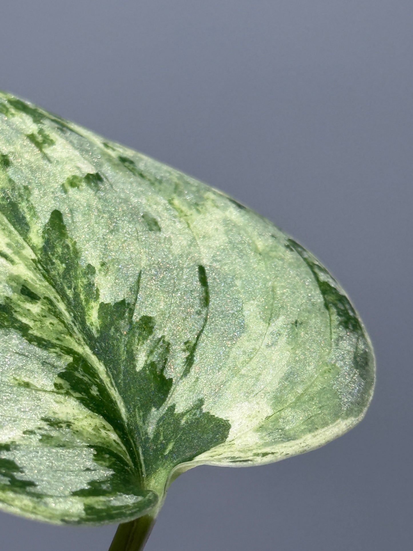 スキンダプサス ピースン アルボ  / Scindapsus peasun albo (1)