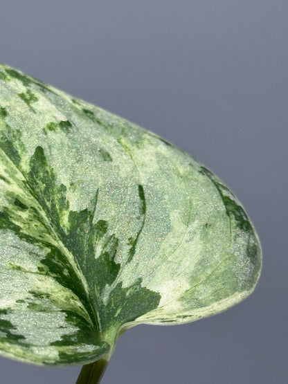 スキンダプサス ピースン アルボ  / Scindapsus peasun albo (1)