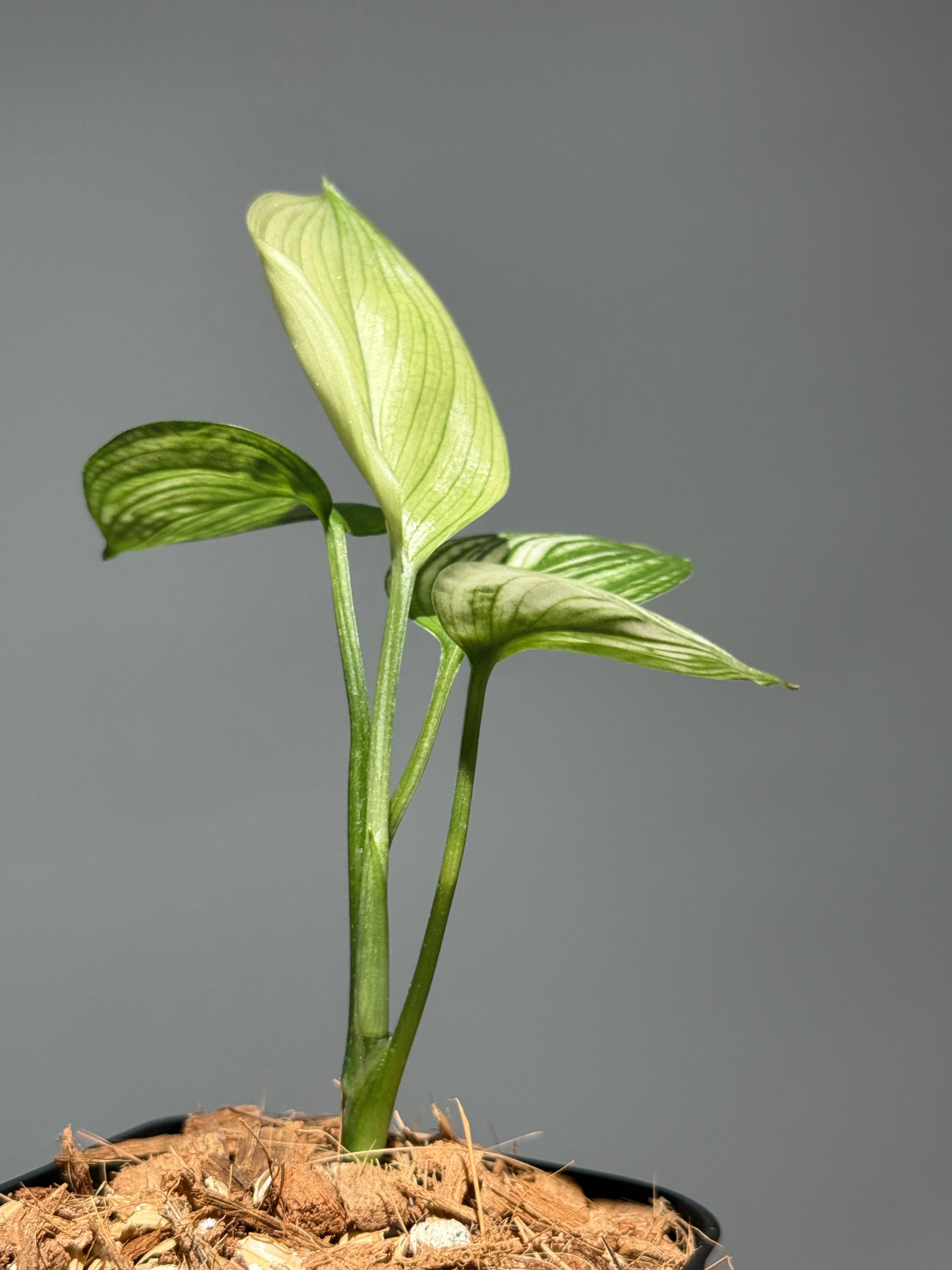 スキンダプサス ホワイトモンスター / Scindapsus whitemonster (2)