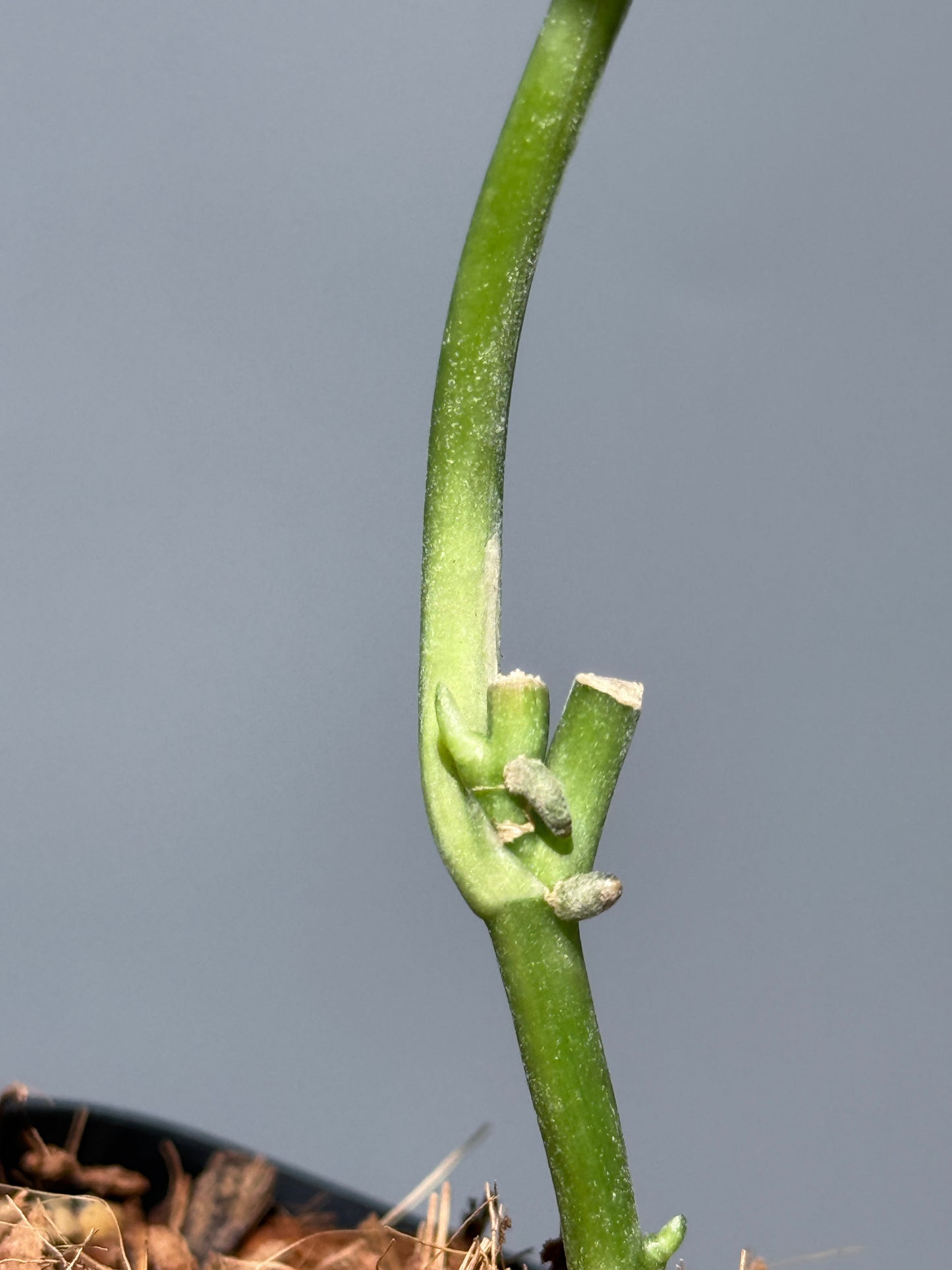 スキンダプサス レオパード グリーンオングリーン / Scindapsus Leopard GOG (1)