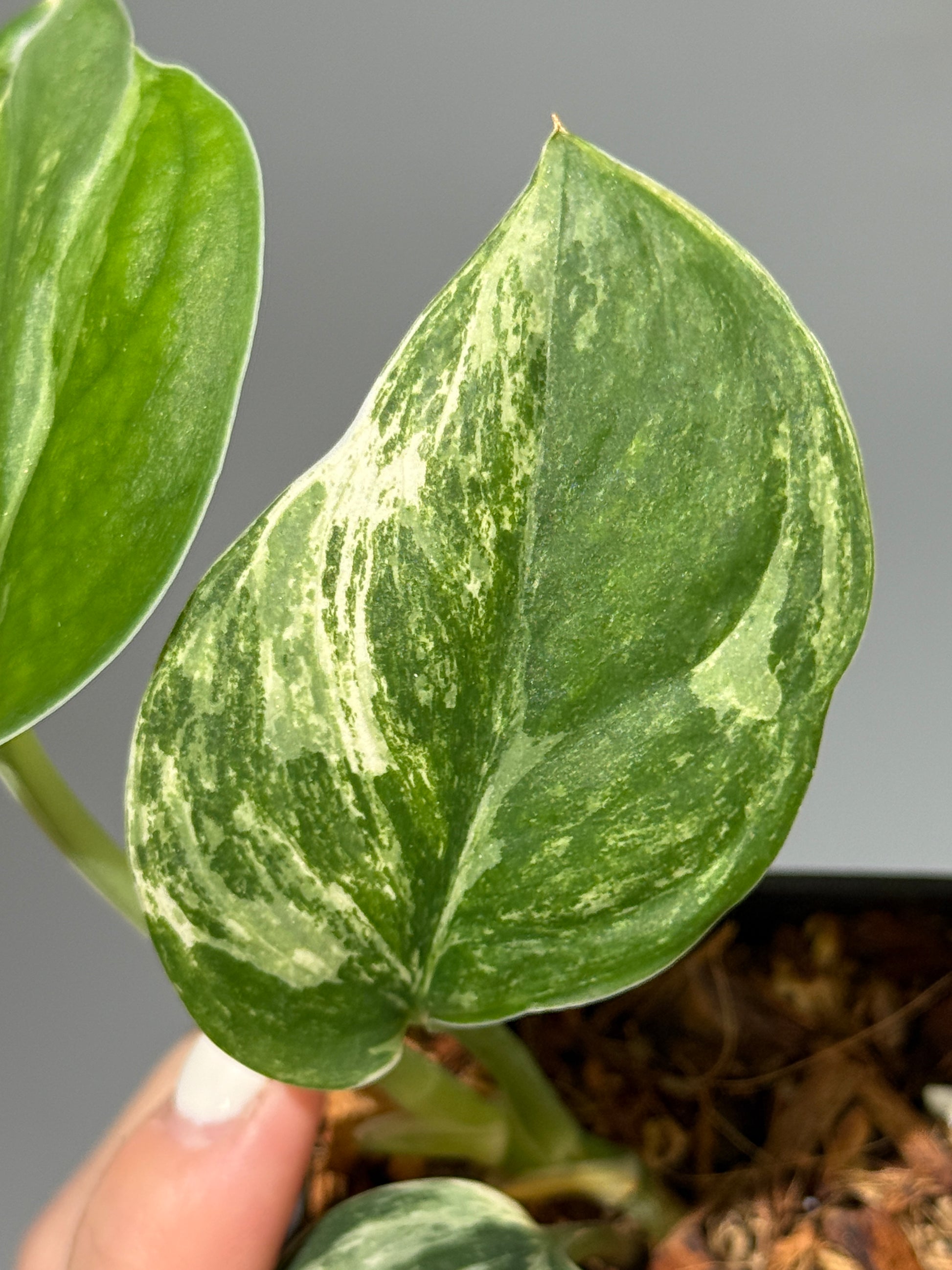 スキンダプサス シルバースプラッシュ ミューテーション/ Scindapsus Silver splash mutation  (3)