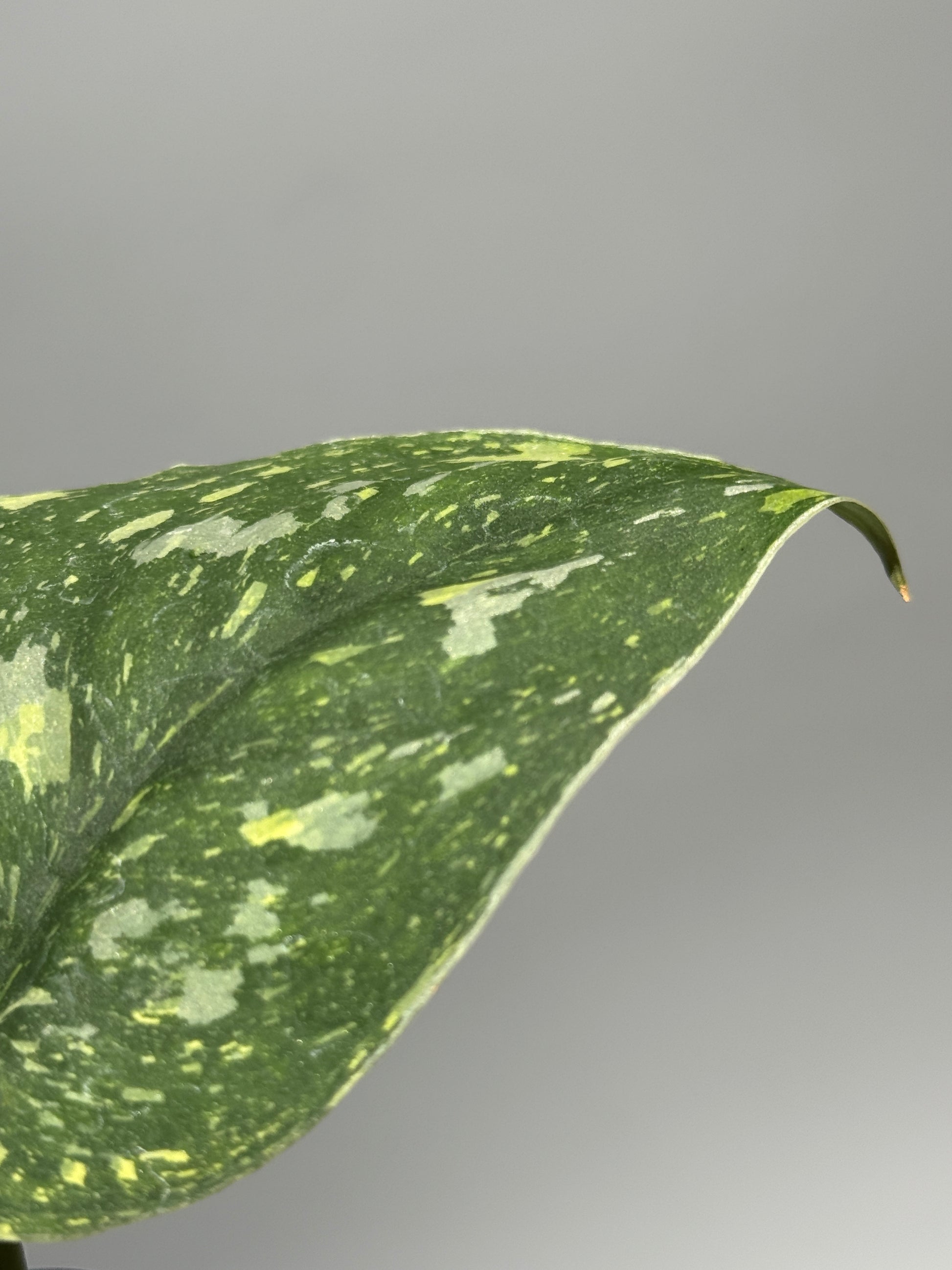 スキンダプサス バチコン  / Scindapsus Baticon (1)