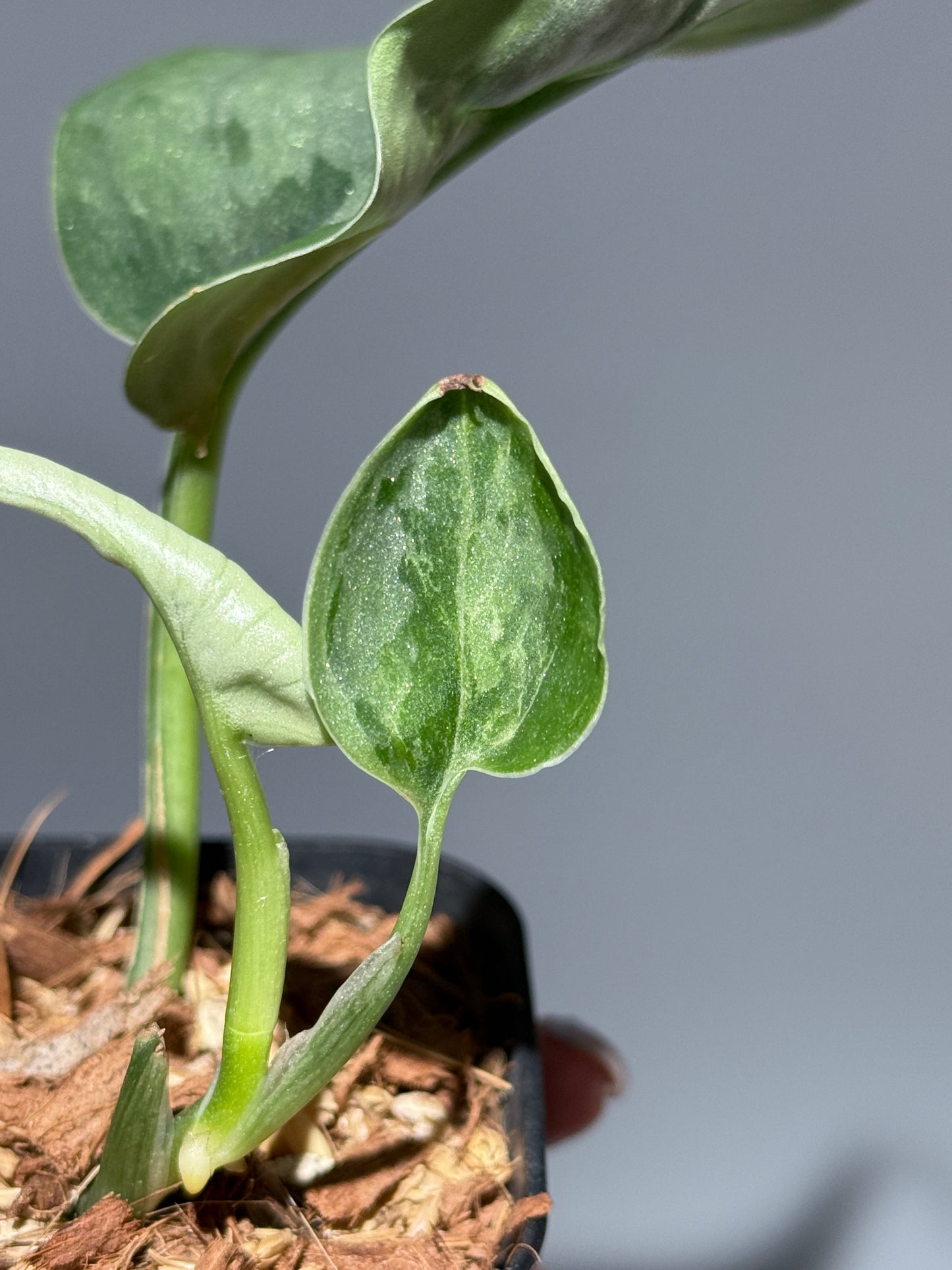 スキンダプサス シルバーナイト キサ / Scindapsus silverknight kisut (1)