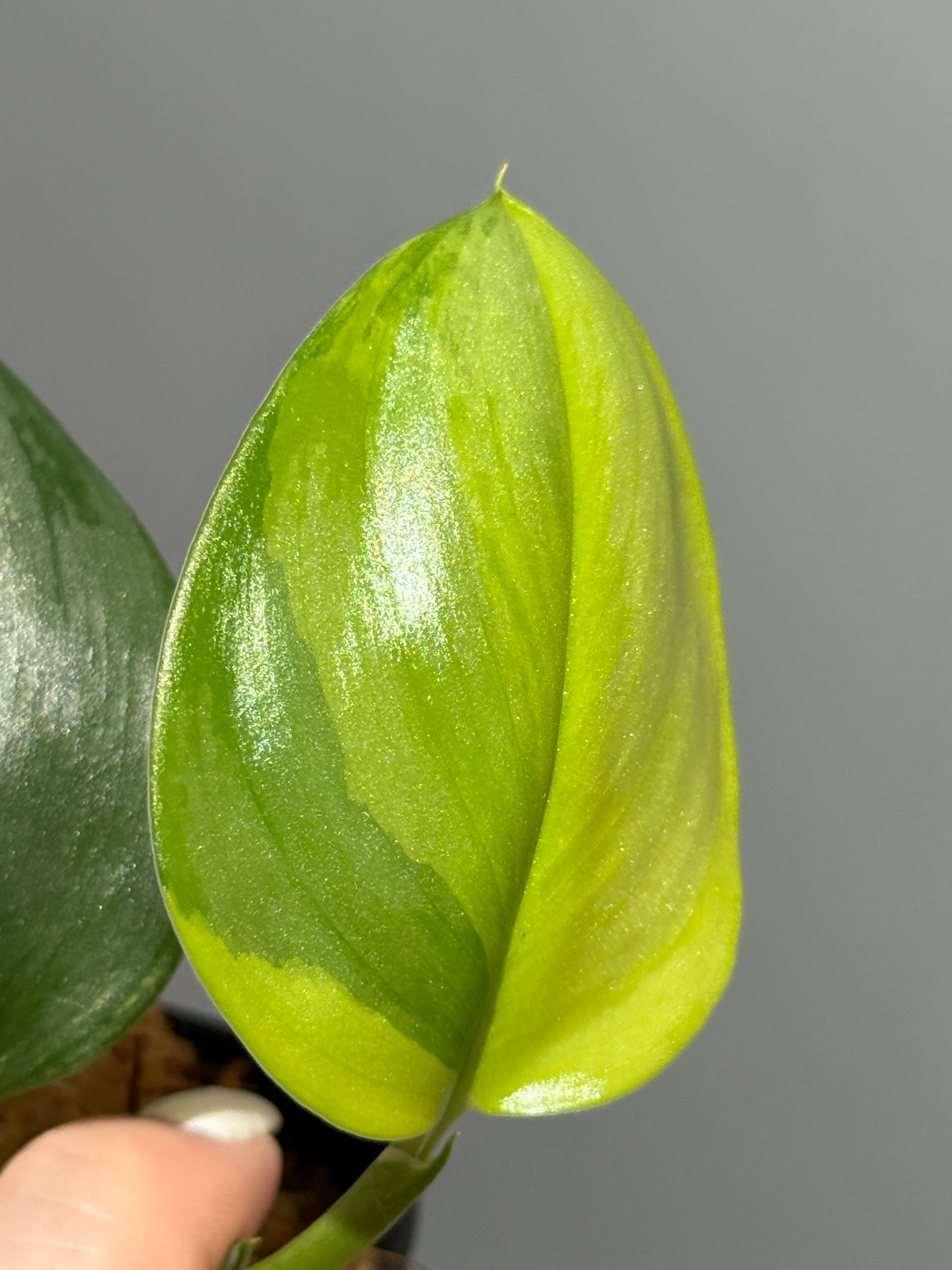 スキンダプサス ルビコン オーレア  / Scindapsus rubicon aurea (1)
