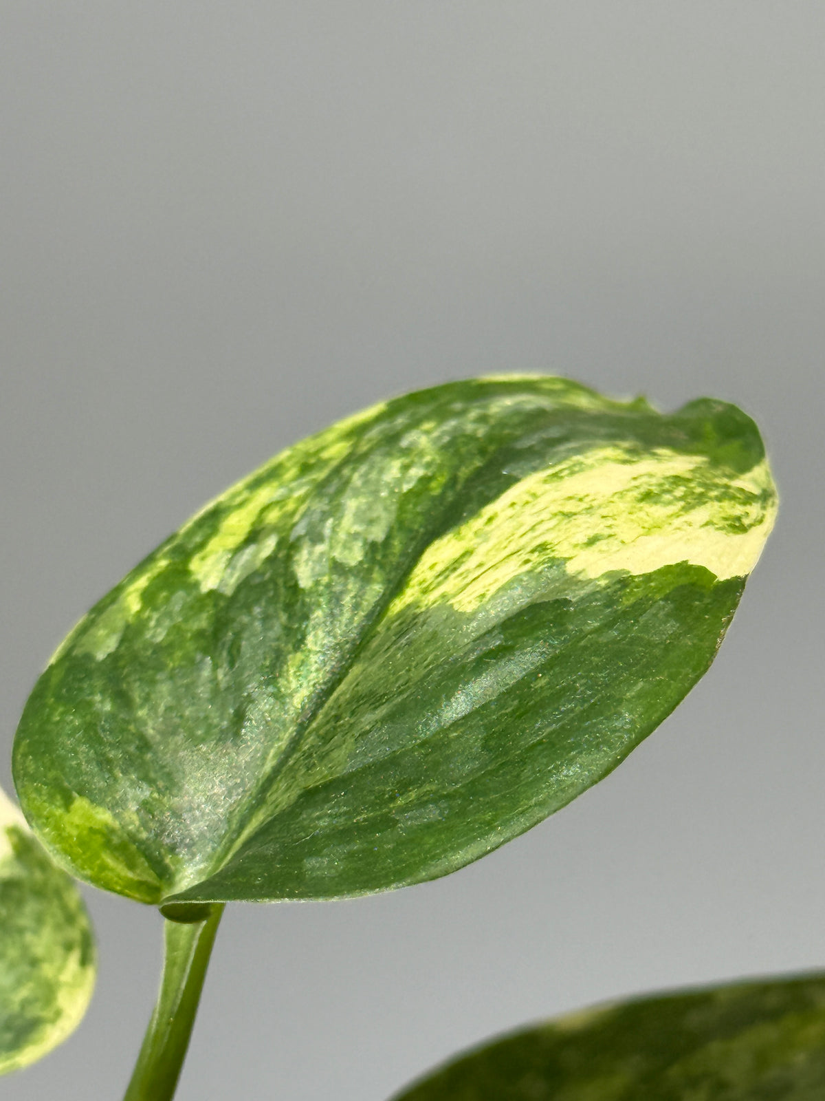 スキンダプサス エキゾチカ サラカ トリカラー  / Scindapsus Exotica salaka toricolor (1)