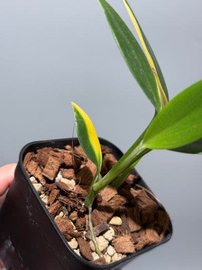 スキンダプサス コリアセウス イエロー / Scindapsus coriaceus yellow (2)