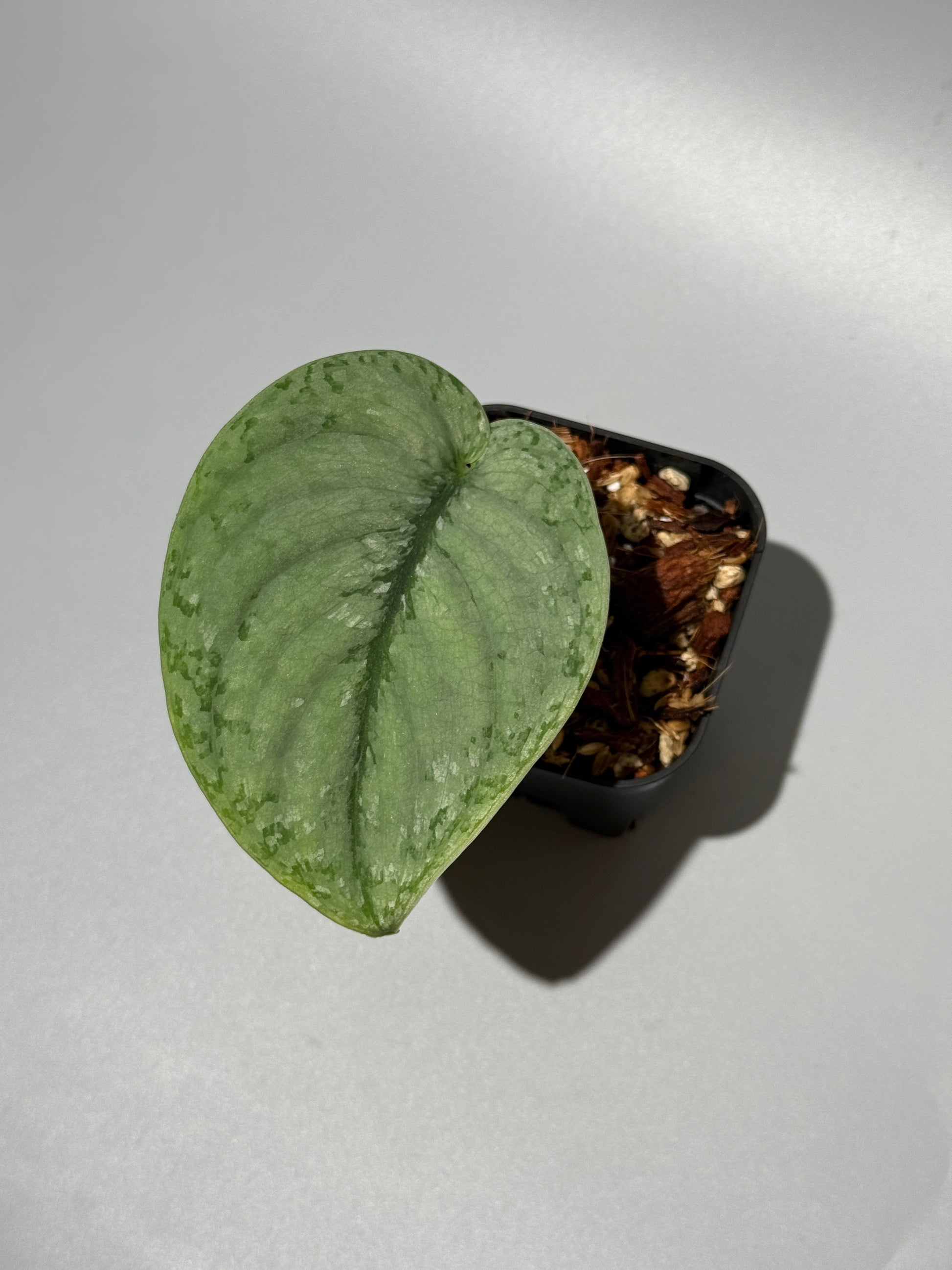 スキンダプサス シルバー スポット sp.カリマンタン / Scindapsus Silver spot sp.Kalimantan (1)