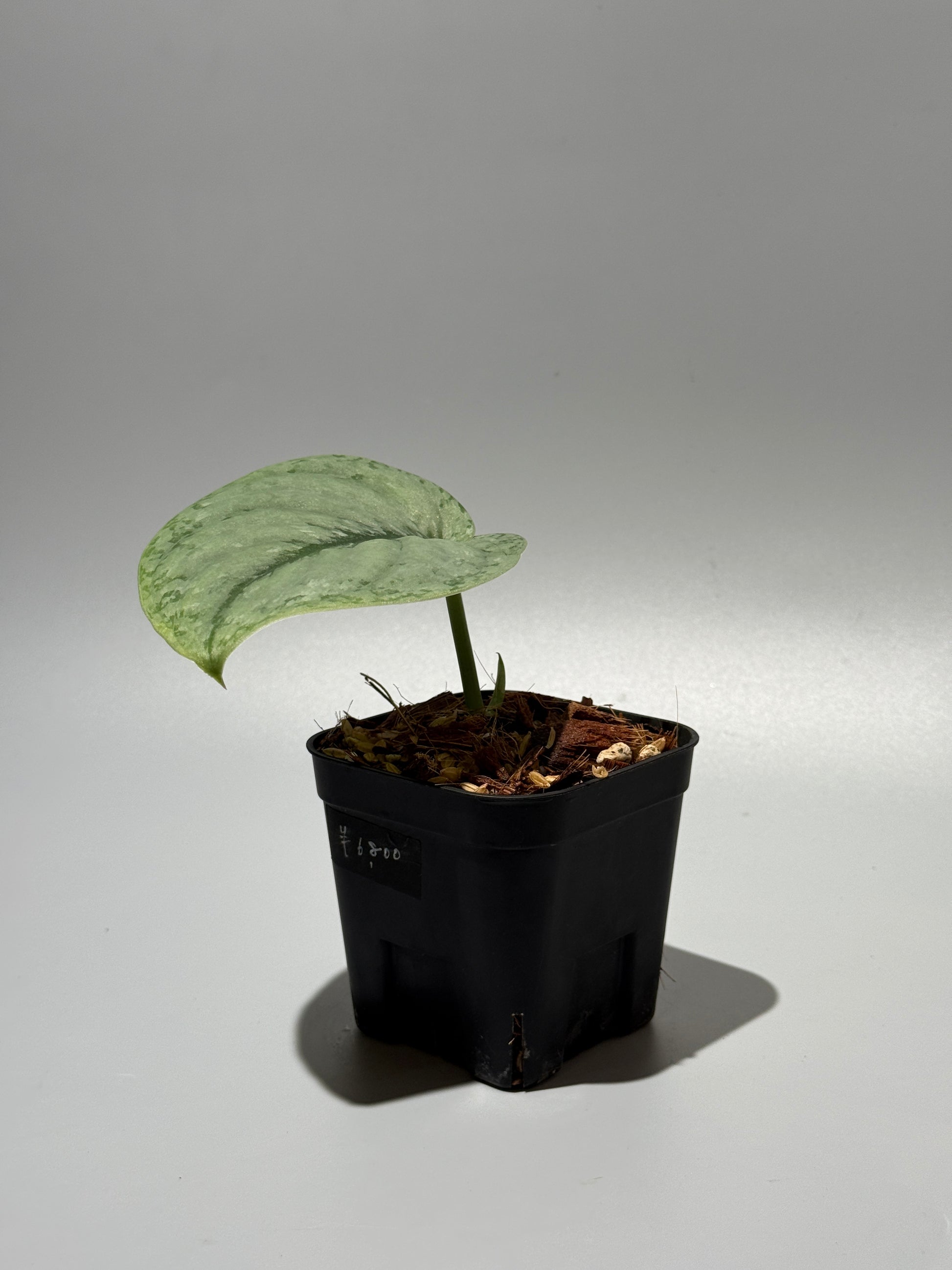 スキンダプサス シルバー スポット sp.カリマンタン / Scindapsus Silver spot sp.Kalimantan (1)