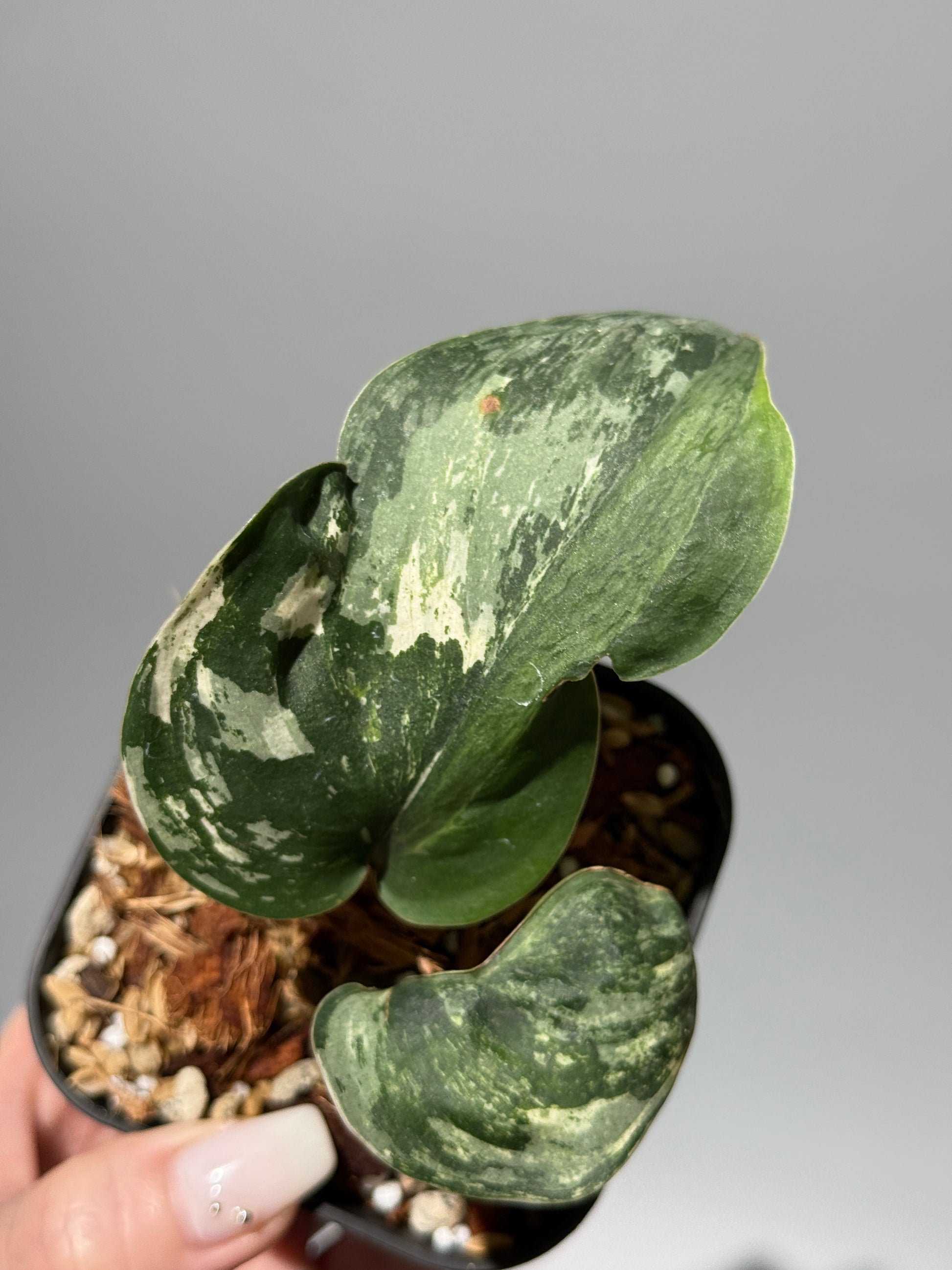 スキンダプサス シルバースプラッシュ ミューテーション/ Scindapsus Silver splash mutation  (3)