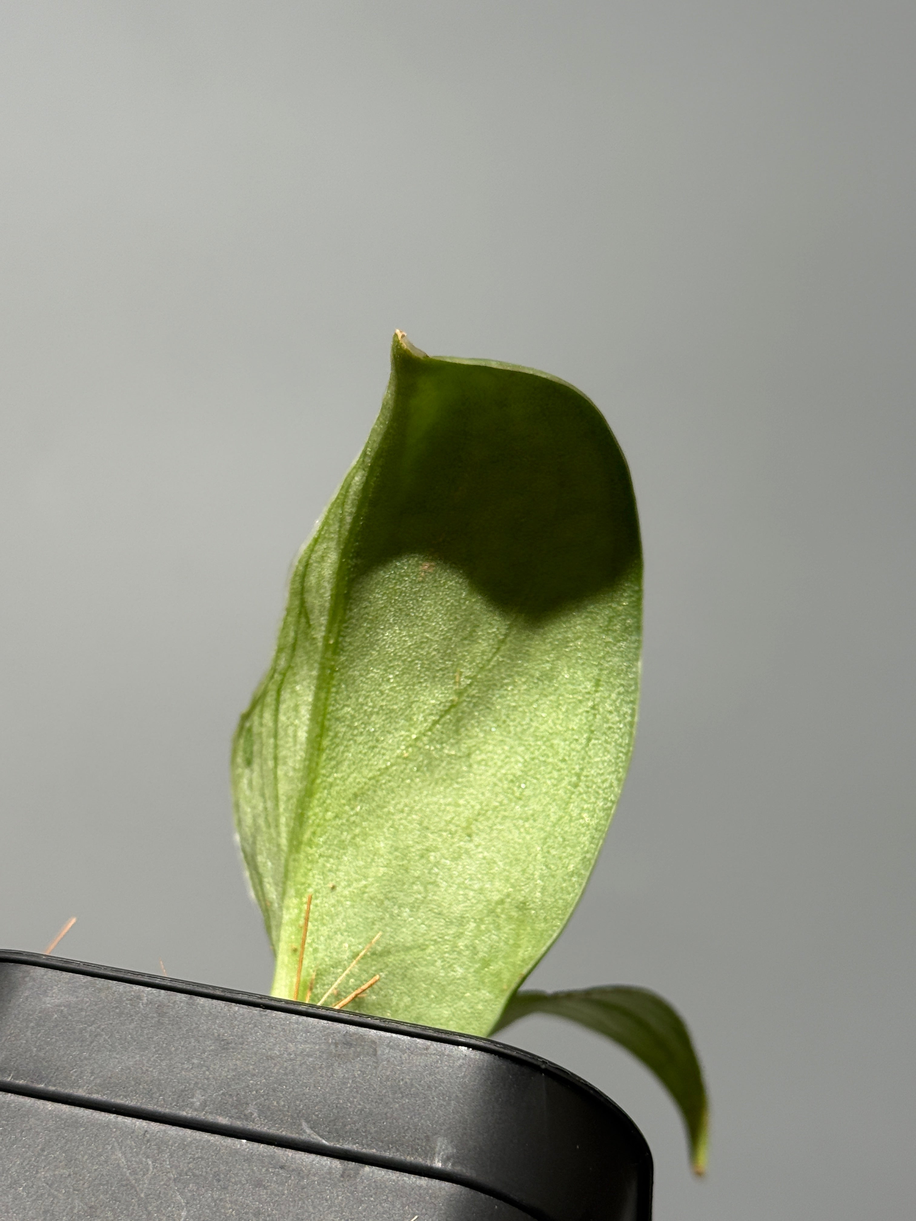 スキンダプサス パイソン / Scindapsus Python (1) – Nakayama-Plants
