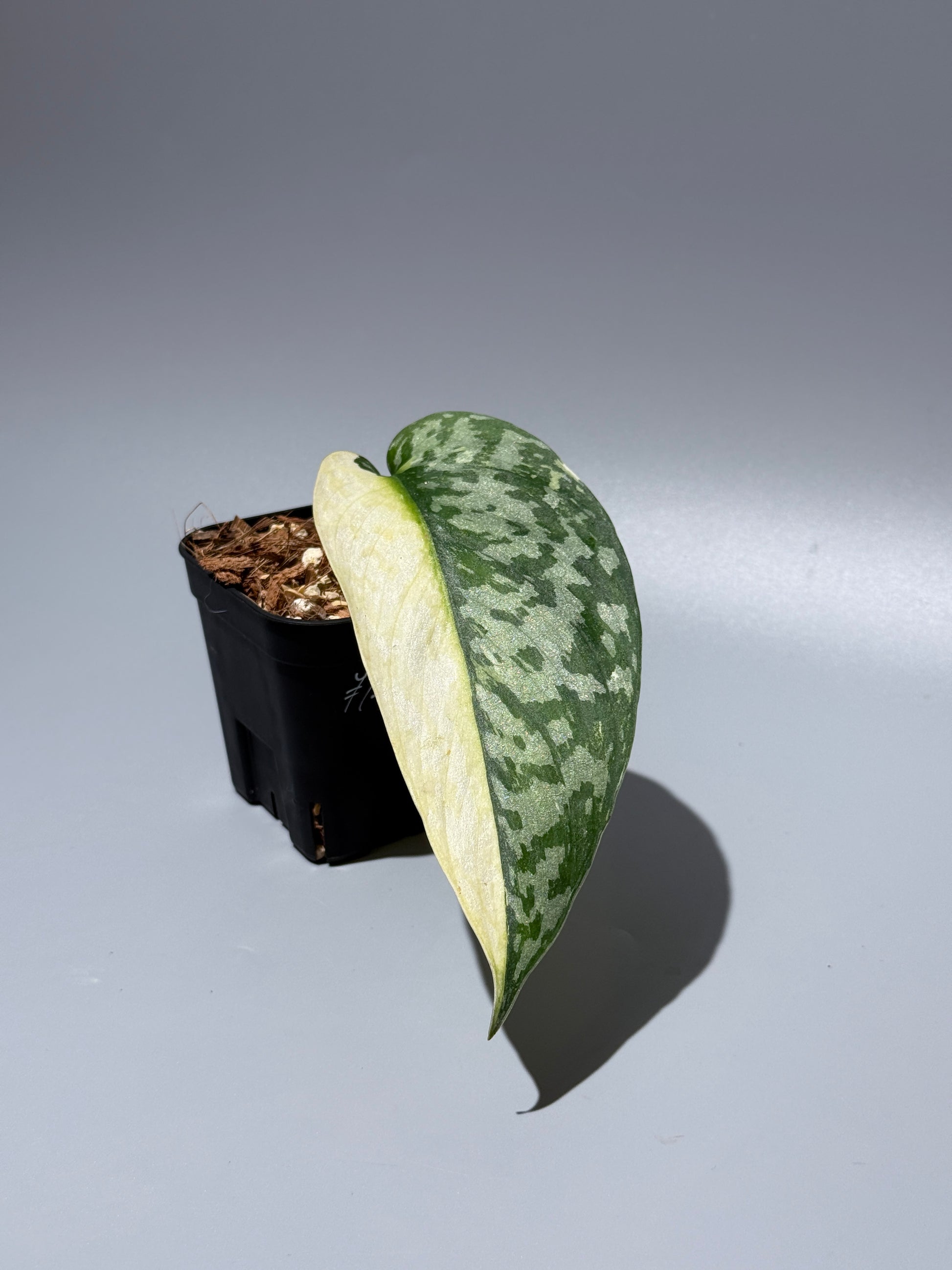 スキンダプサス ラカンビニ / Scindapsus lakambini  (1)