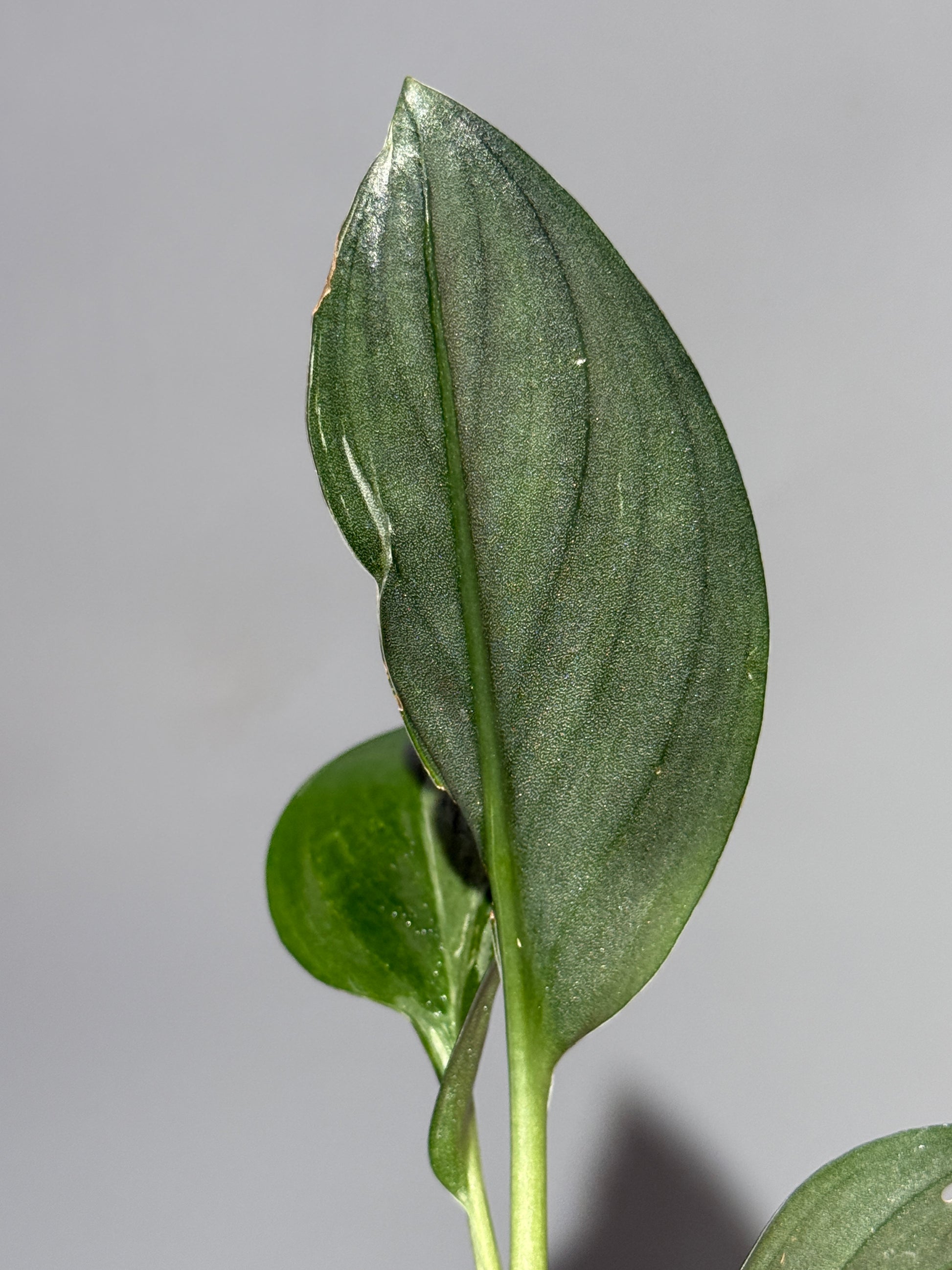 スキンダプサス トレビー ダークフォーム ミューテーション/Scindapsus Treubii darkform mutation (1)