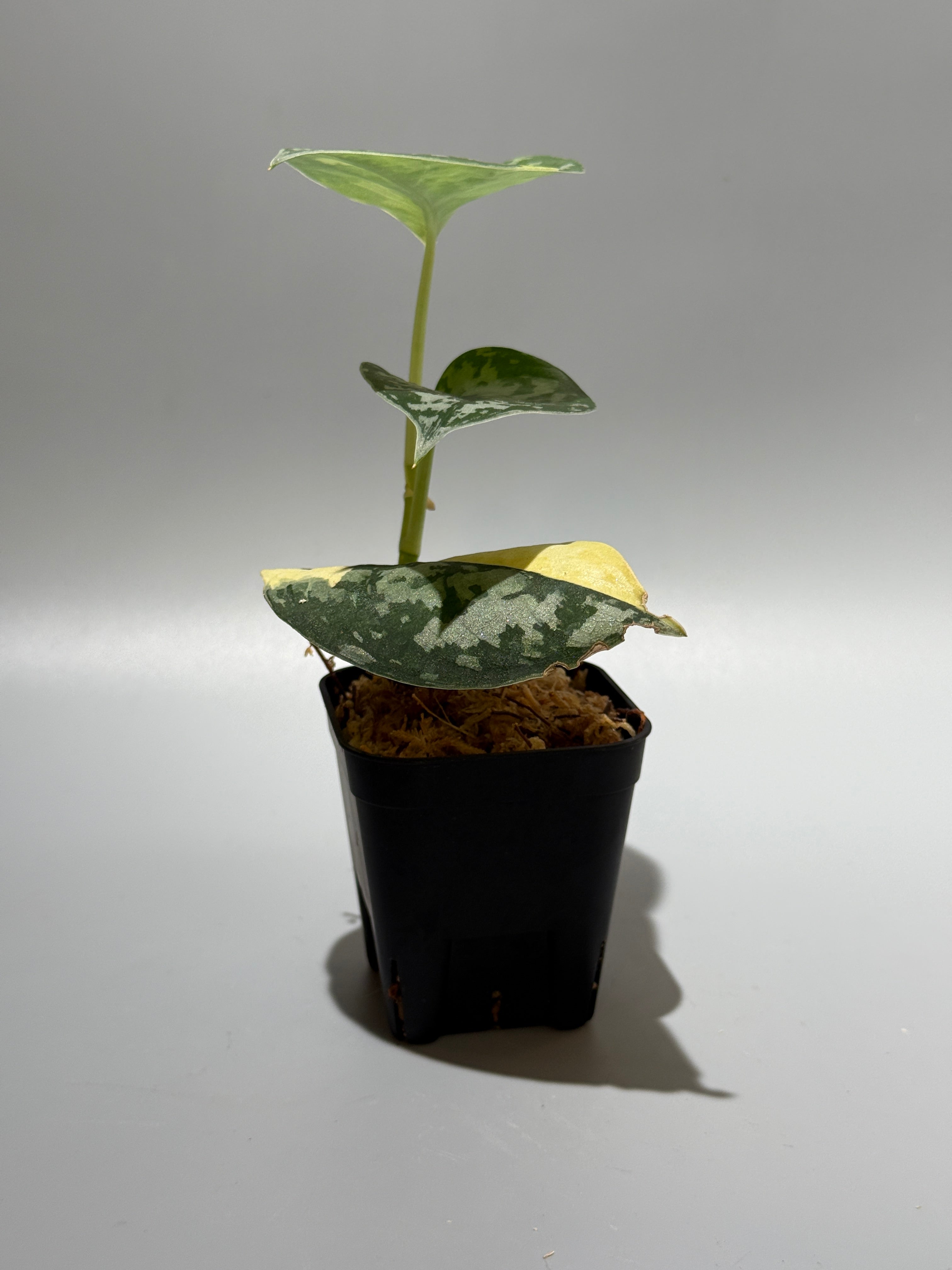 スキンダプサス マハリカ / Scindapsus maharlika (1) – Nakayama-Plants