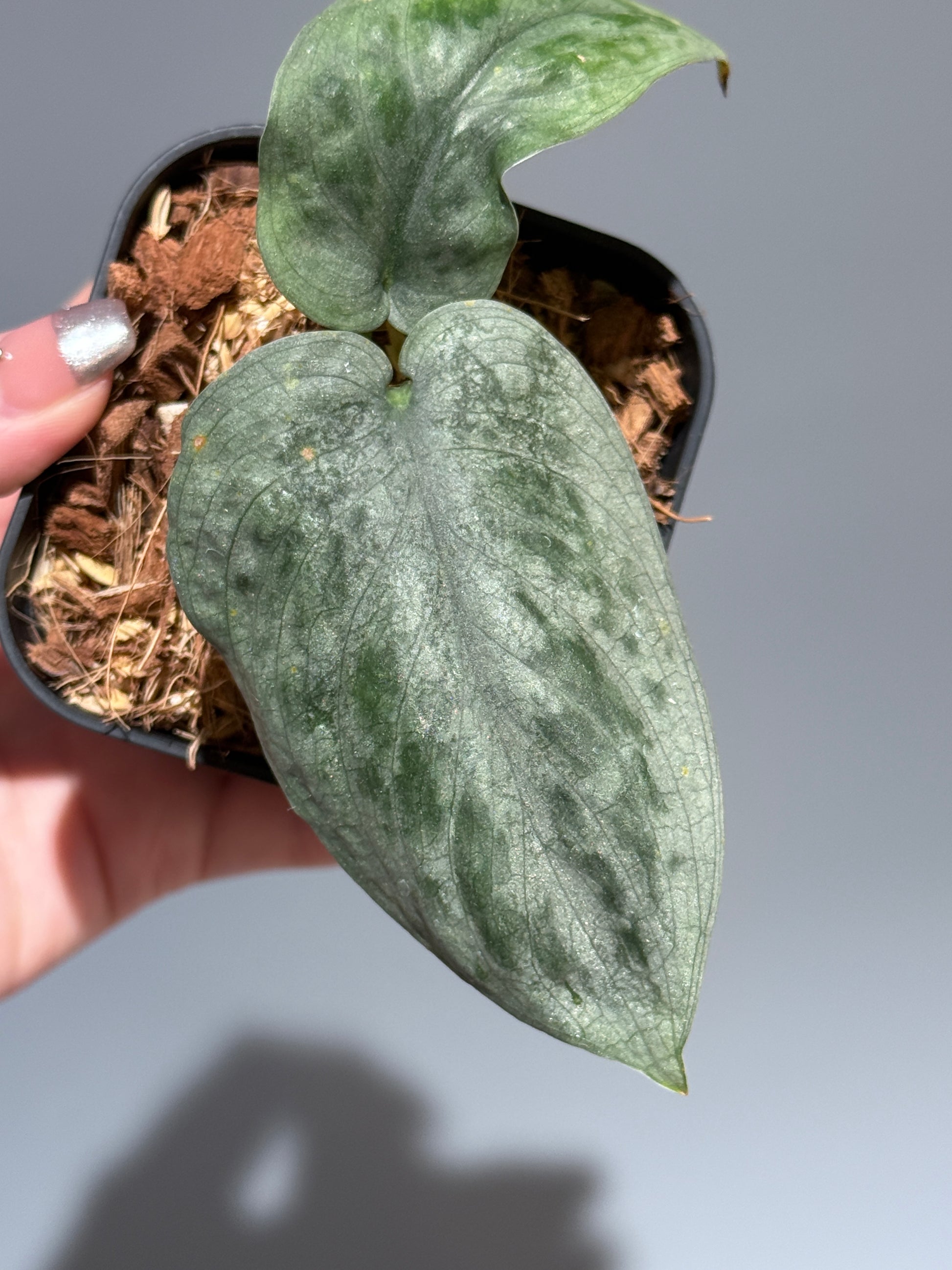 スキンダプサス  タトゥー / Scindapsus Tatoo (2)